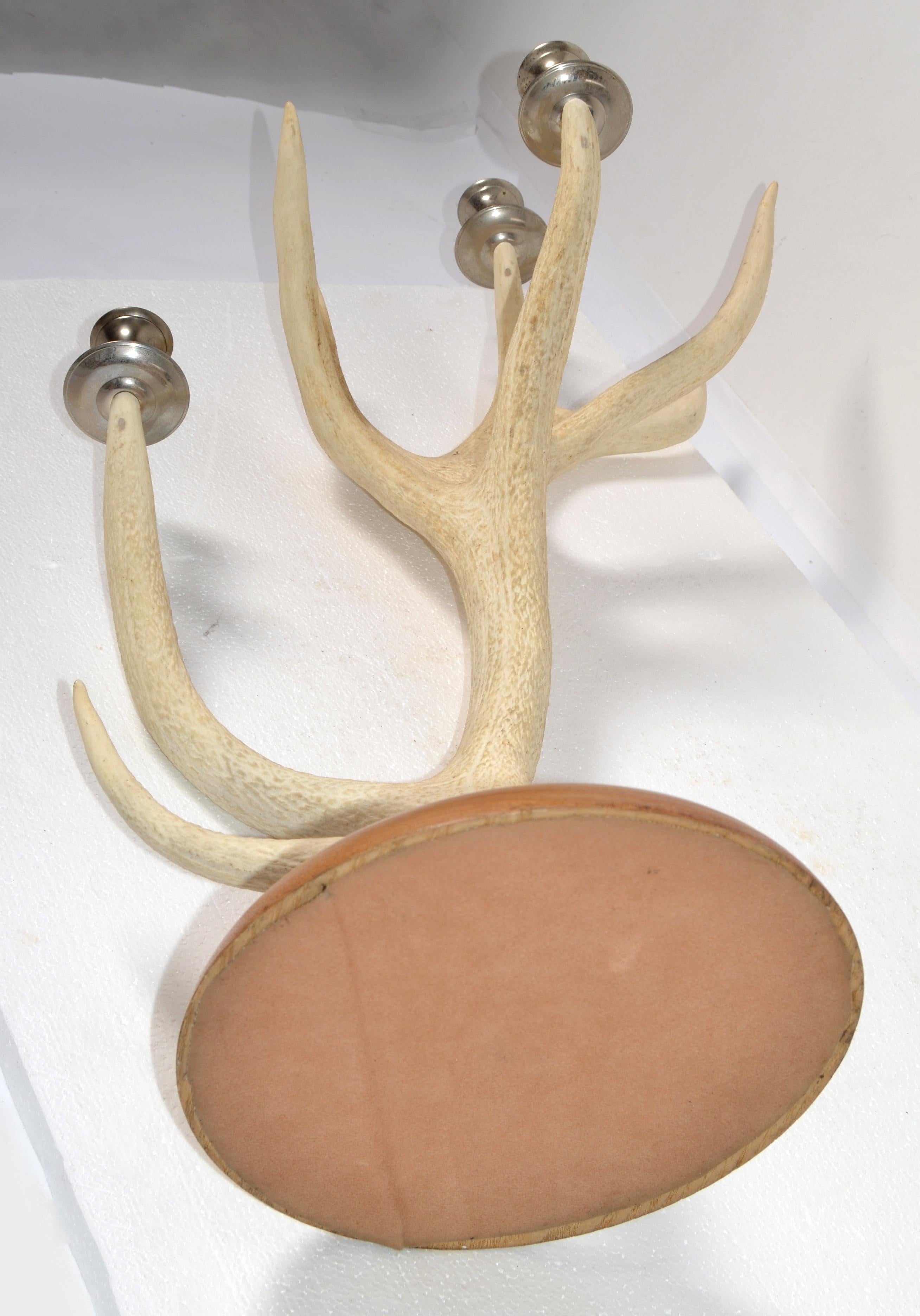 Rustic Taxidermy White Tail Deer Buck Antlers Horns Candle Holder Oak Round Base For Sale 2