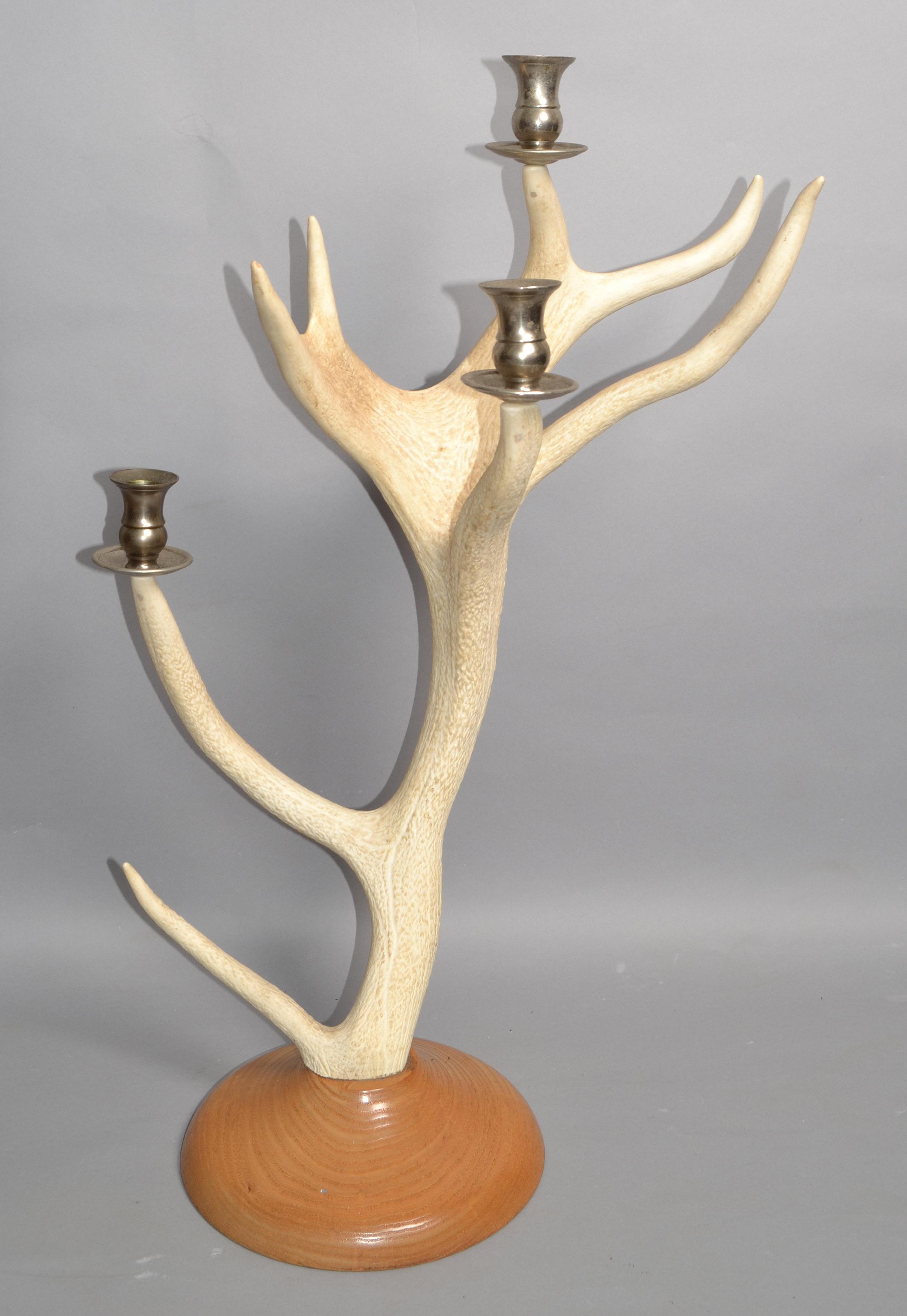 Rustic Taxidermy White Tail Deer Buck Antlers Horns Candle Holder Oak Round Base For Sale 4