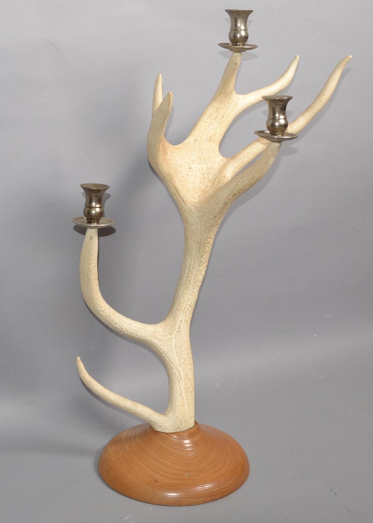 Rustic Taxidermy White Tail Deer Buck Antlers Horns Candle Holder Oak