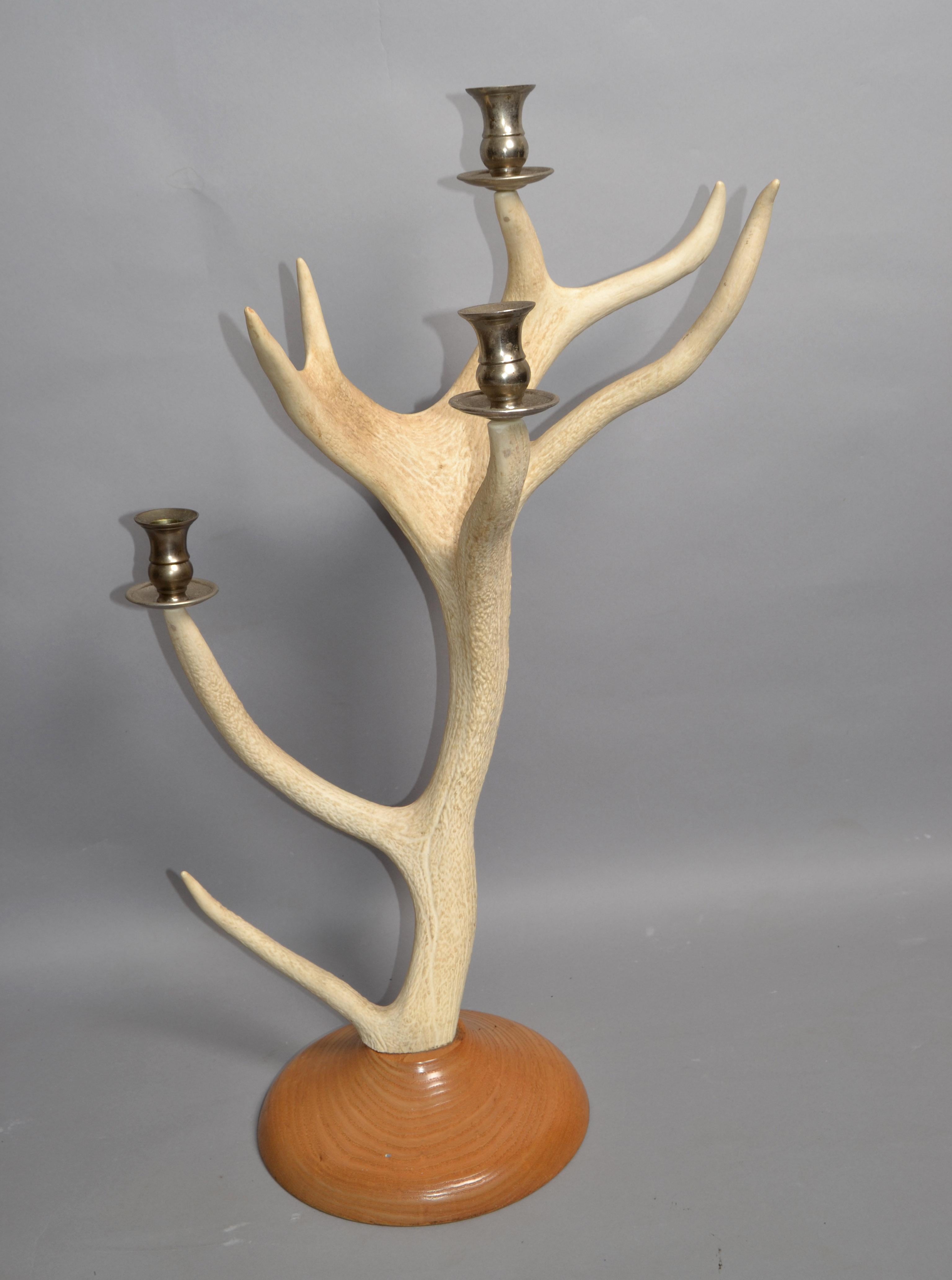 Mid-Century Modern Taxidermie rustique cerf à queue blanche bois de cerf cornes bougeoir chêne base ronde en vente