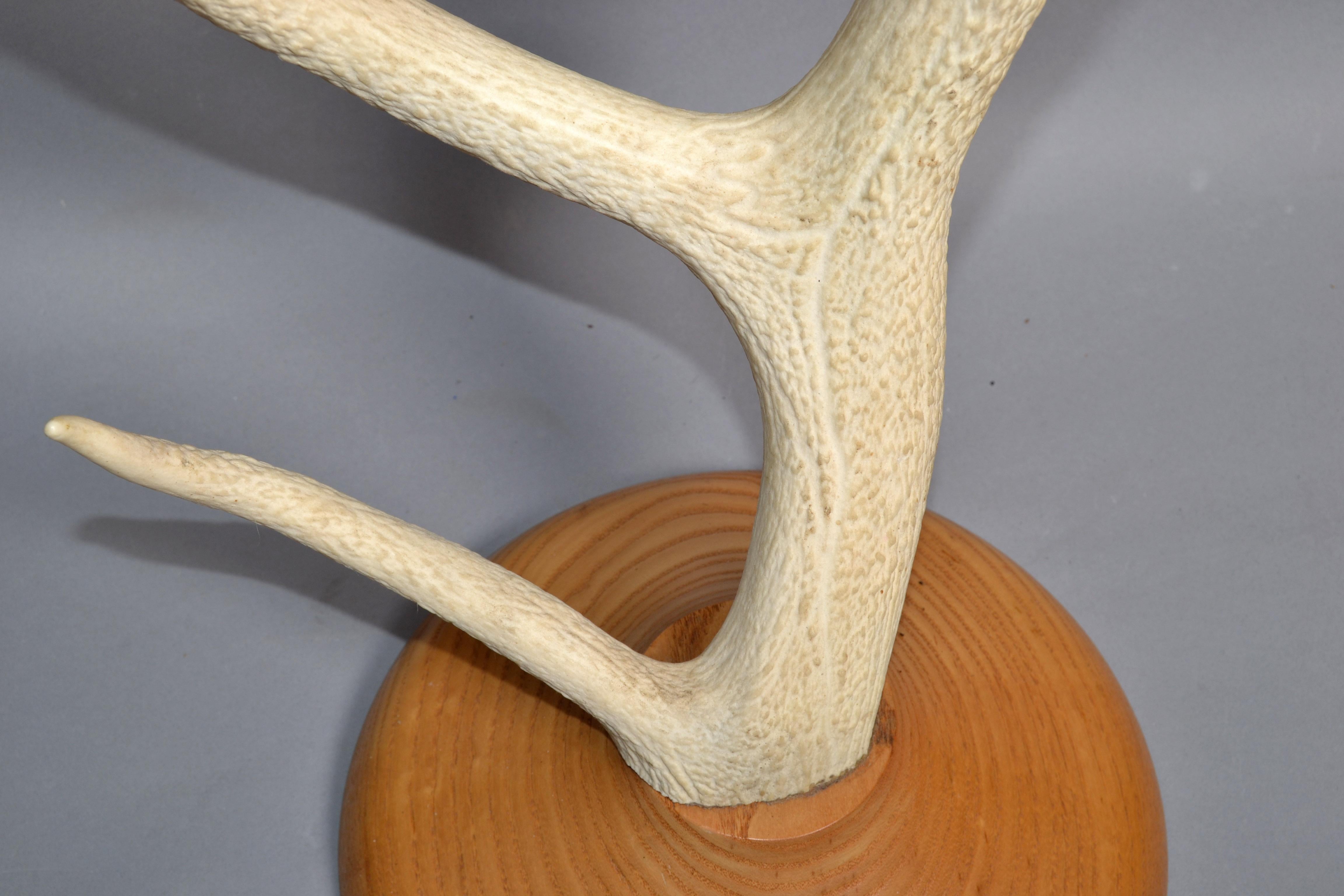 Rustic Taxidermy White Tail Deer Buck Antlers Horns Candle Holder Oak Round Base In Good Condition For Sale In Miami, FL