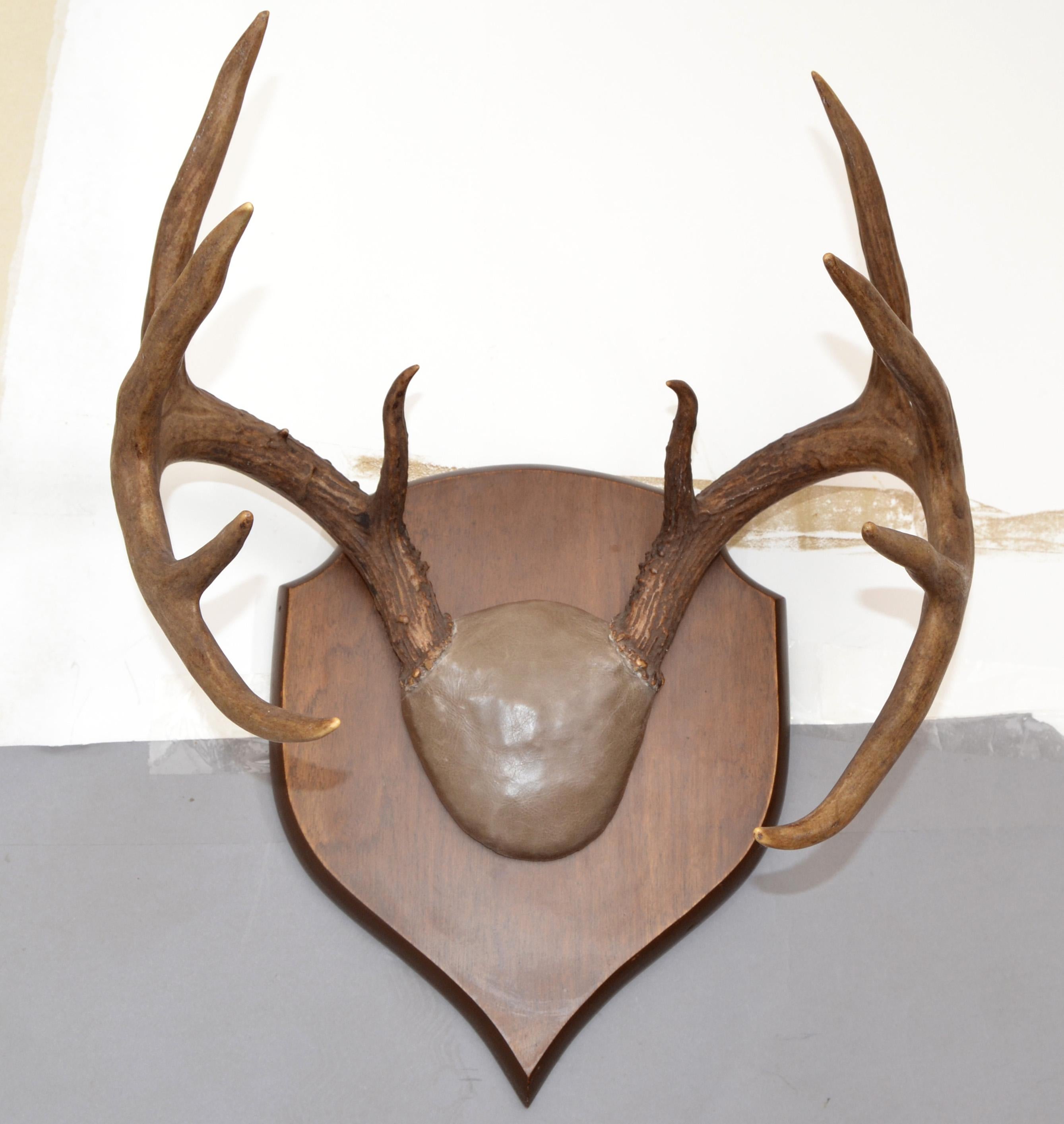Rustic Taxidermy White Tail Deer Buck Antlers Horns Dark Wall-Mounted Plaque 70s For Sale 1