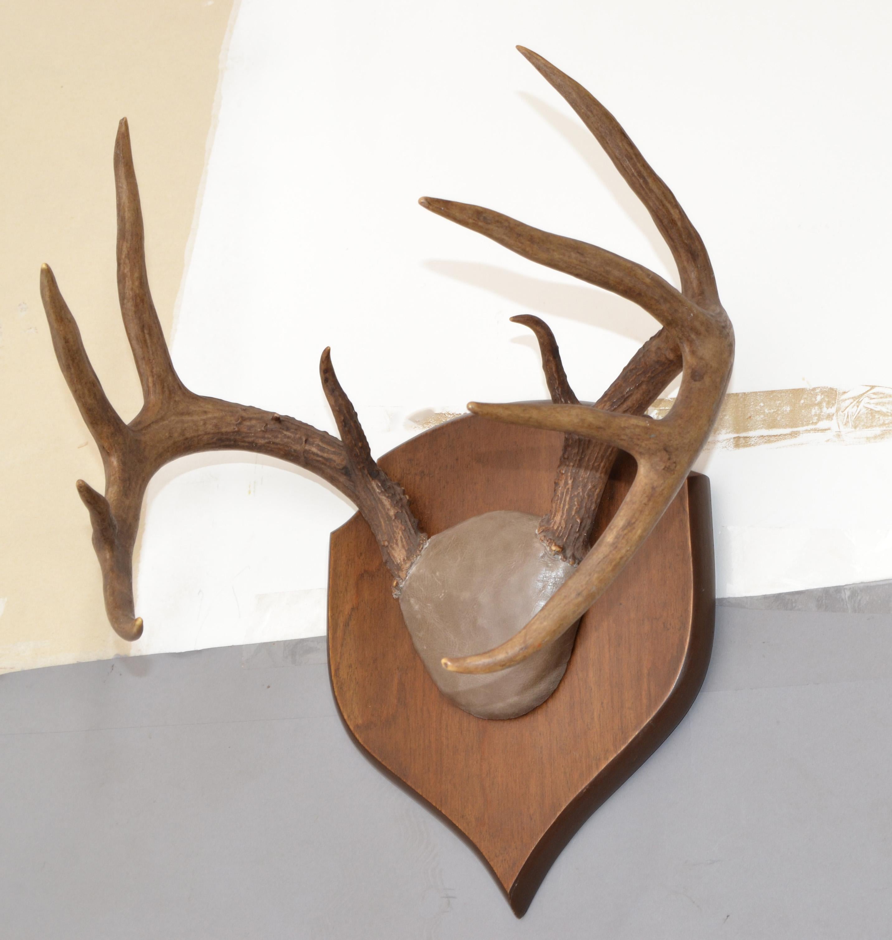 Mid-Century Modern white tail deer buck antlers, horns on a dark brown wooden wall-mounted plaque.
Great Taxidermy Plaque Mount, wall sculpture for hunters.