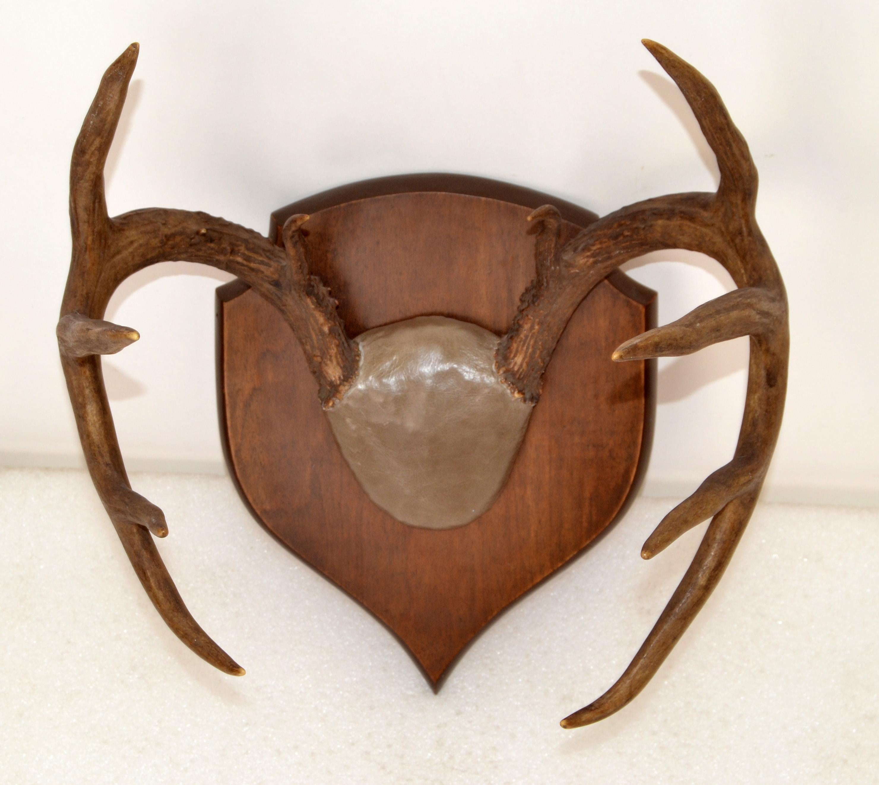 plaque mount deer antlers