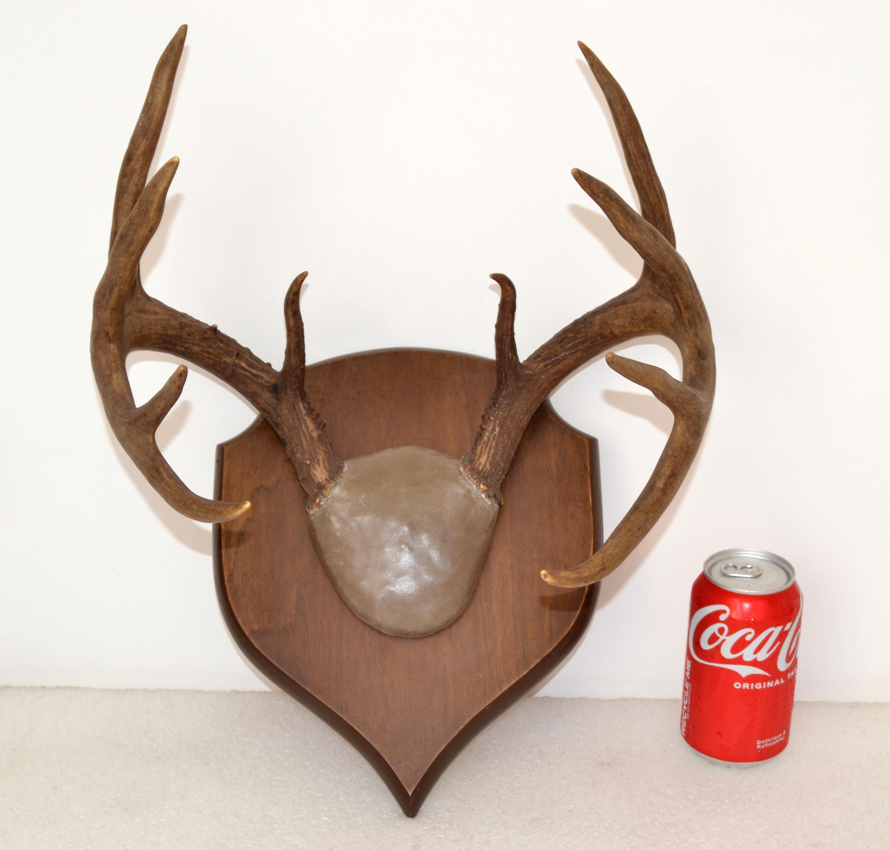 Mid-Century Modern Rustic Taxidermy White Tail Deer Buck Antlers Horns Dark Wall-Mounted Plaque 70s For Sale