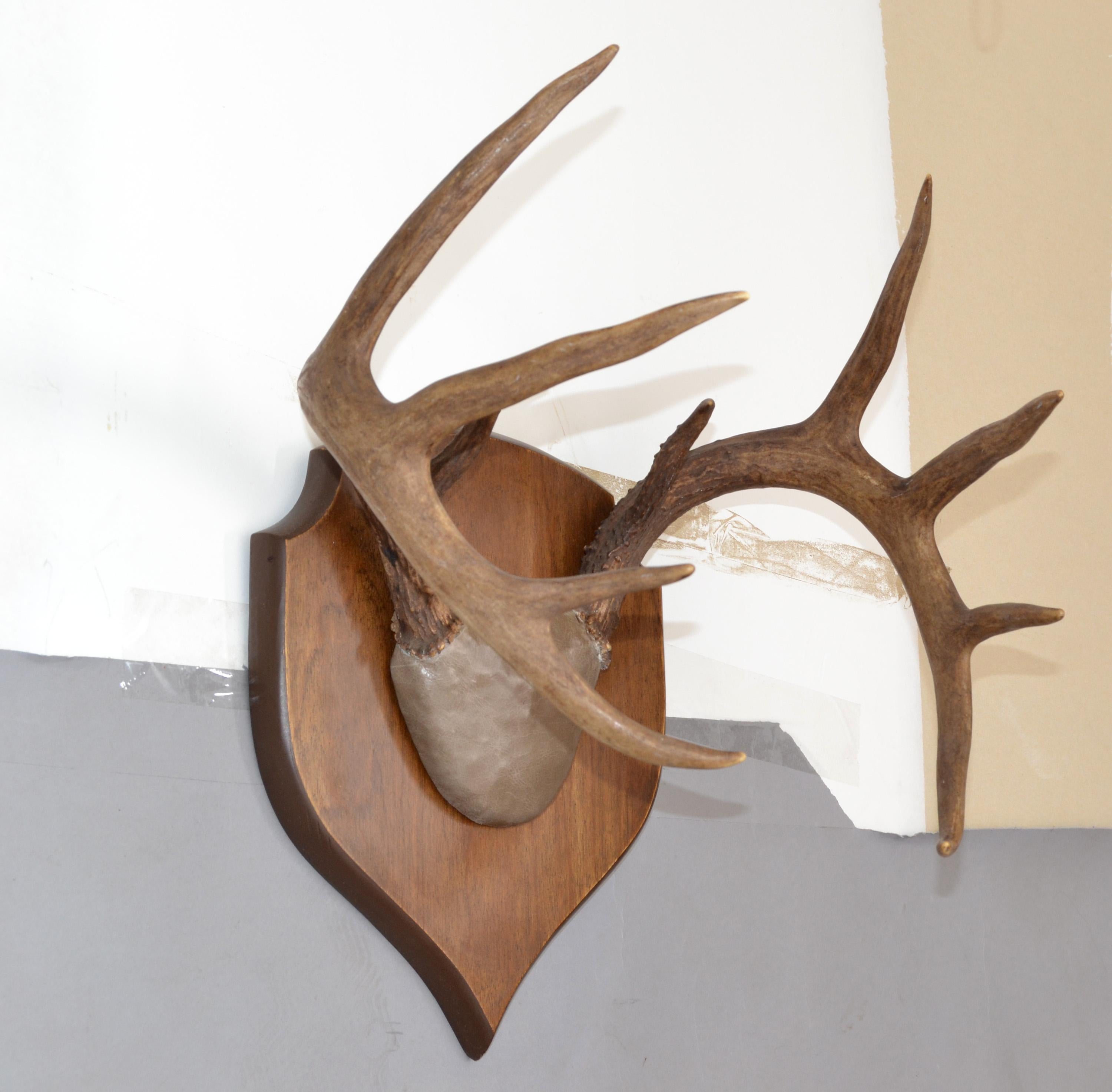 American Rustic Taxidermy White Tail Deer Buck Antlers Horns Dark Wall-Mounted Plaque 70s For Sale