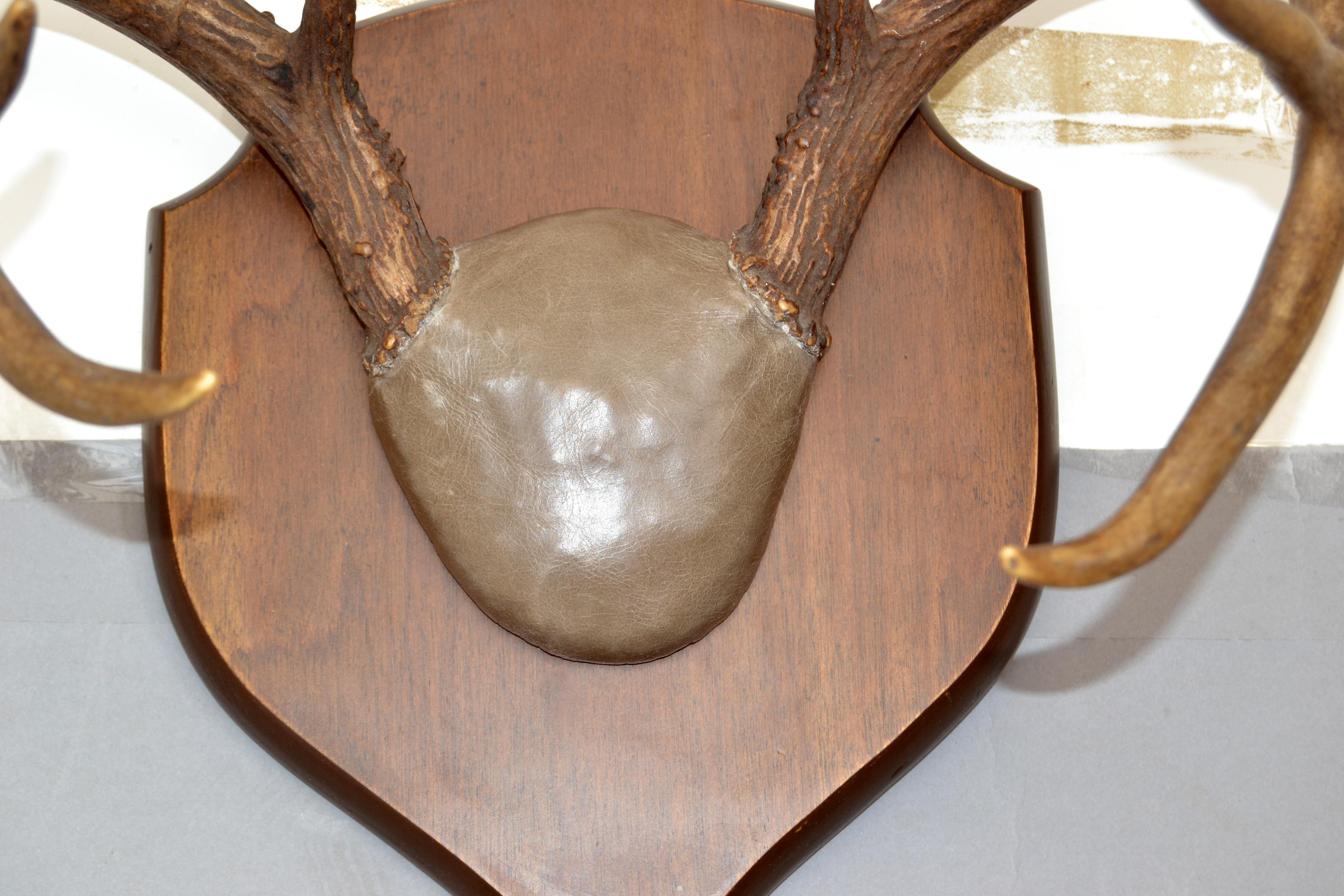 Hand-Crafted Rustic Taxidermy White Tail Deer Buck Antlers Horns Dark Wall-Mounted Plaque 70s For Sale