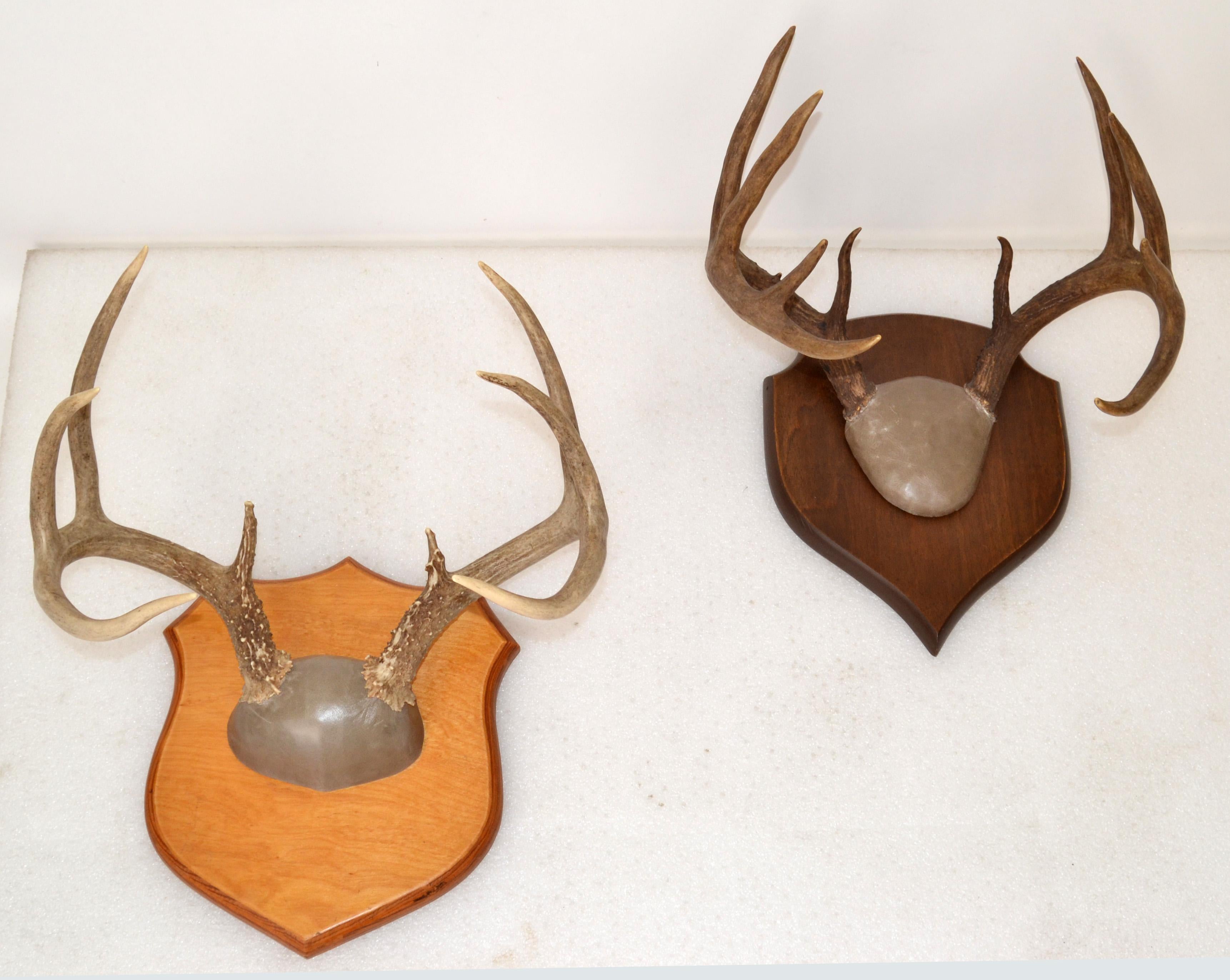 Rustic Taxidermy White Tail Deer Buck Antlers Horns Dark Wall-Mounted Plaque 70s In Good Condition For Sale In Miami, FL