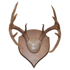 Vintage Rustic Taxidermy White Tail Deer Buck Antlers Horns Dark Wall-Mounted Plaque 70s