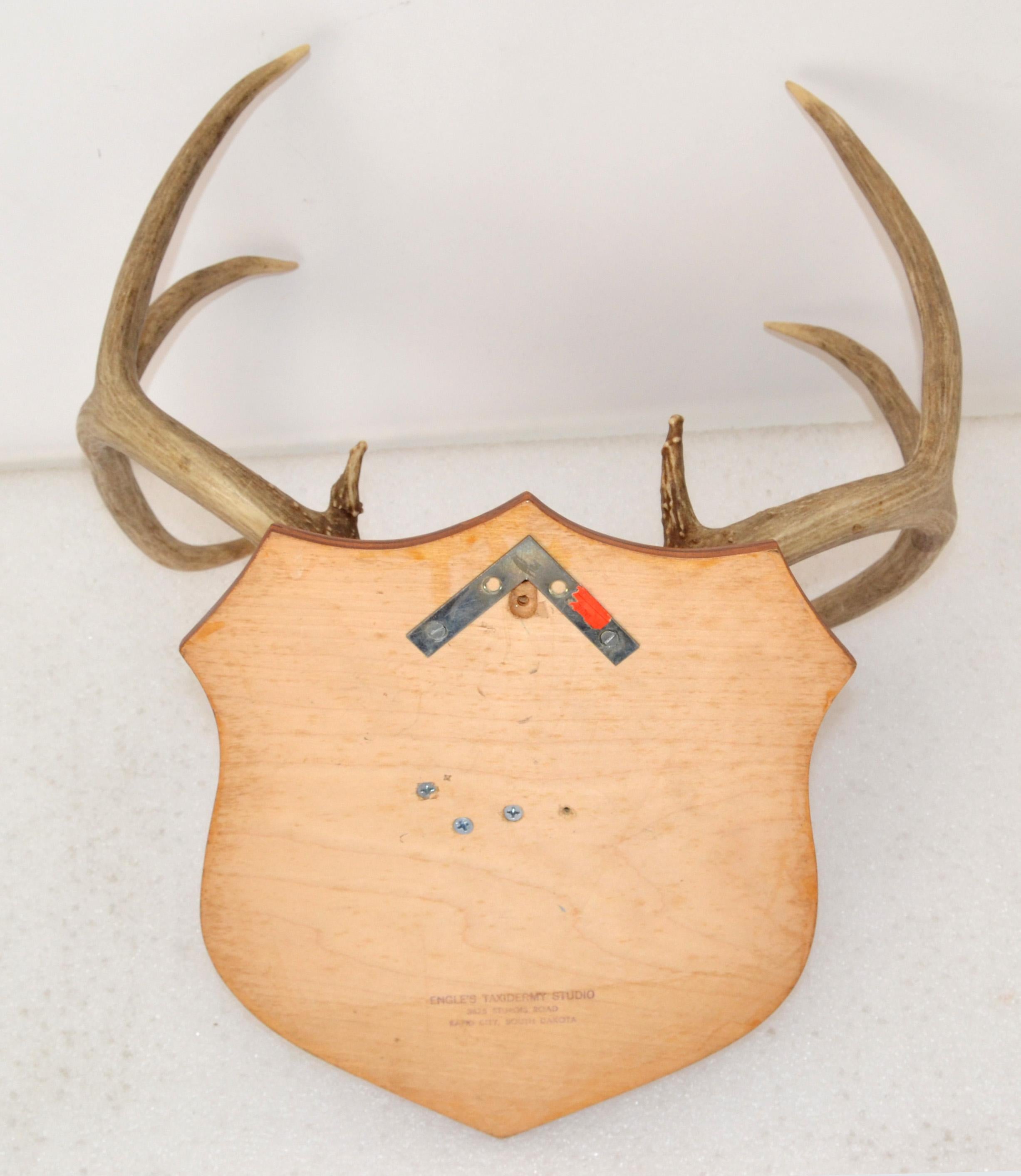 Late 20th Century Rustic Taxidermy White Tail Deer Buck Antlers Horns on Wall-Mounted Plaque 1970s For Sale