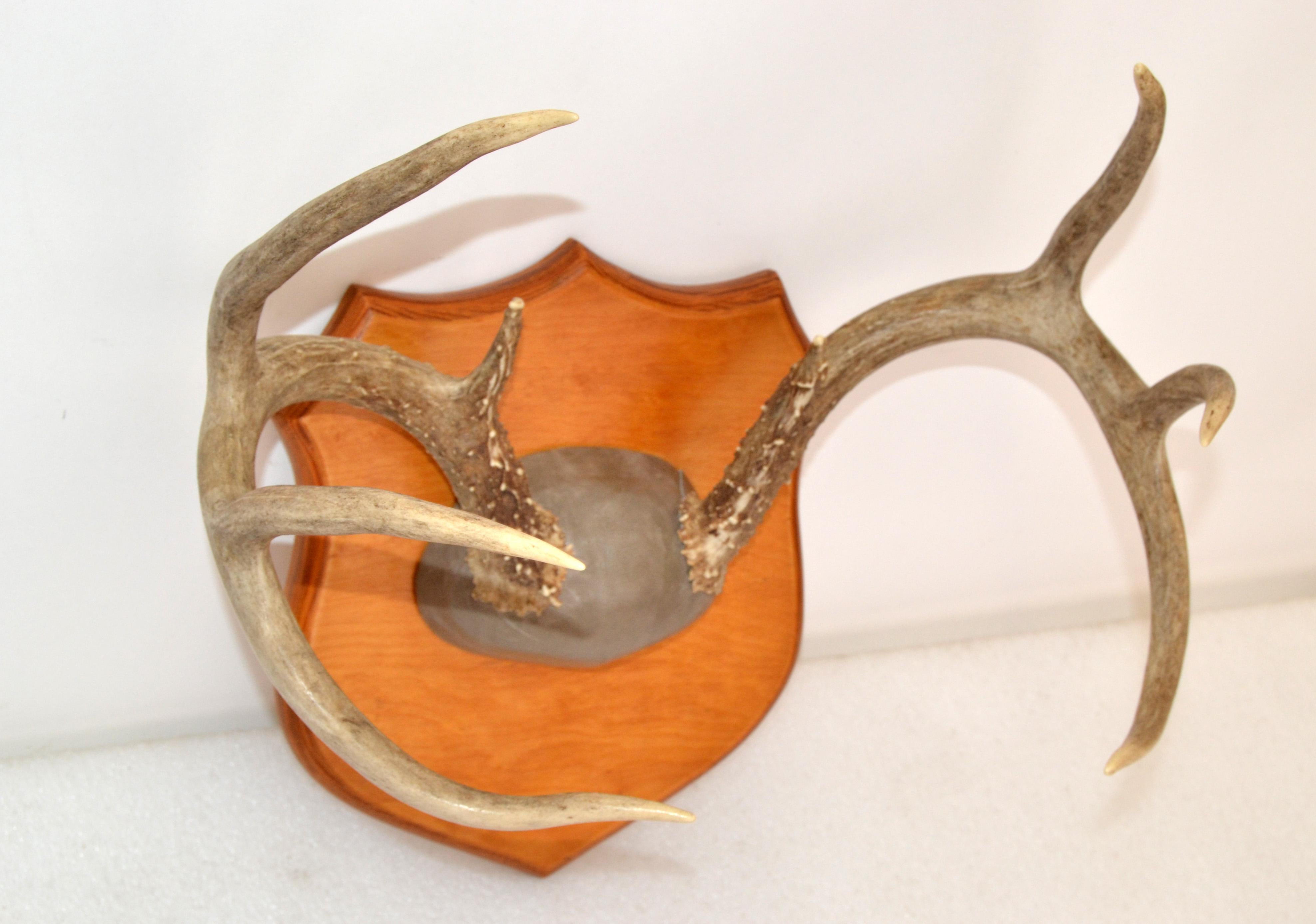 Rustic Taxidermy White Tail Deer Buck Antlers Horns on Wall-Mounted Plaque 1970s For Sale 1