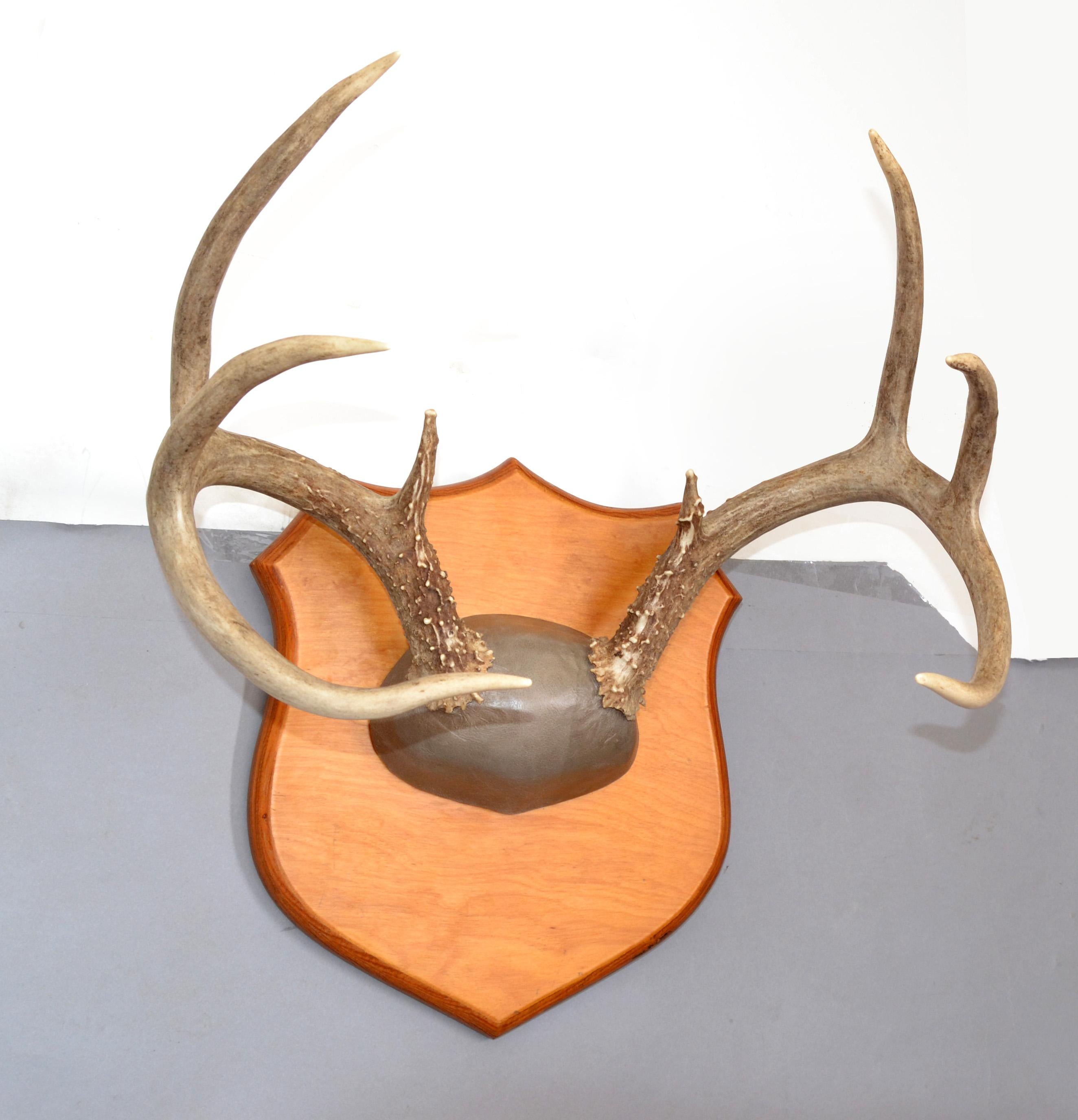 Mid-Century Modern white tail deer buck antlers, horns on a wooden wall-mounted plaque.
Great Taxidermy Plaque Mount, wall sculpture for hunters.