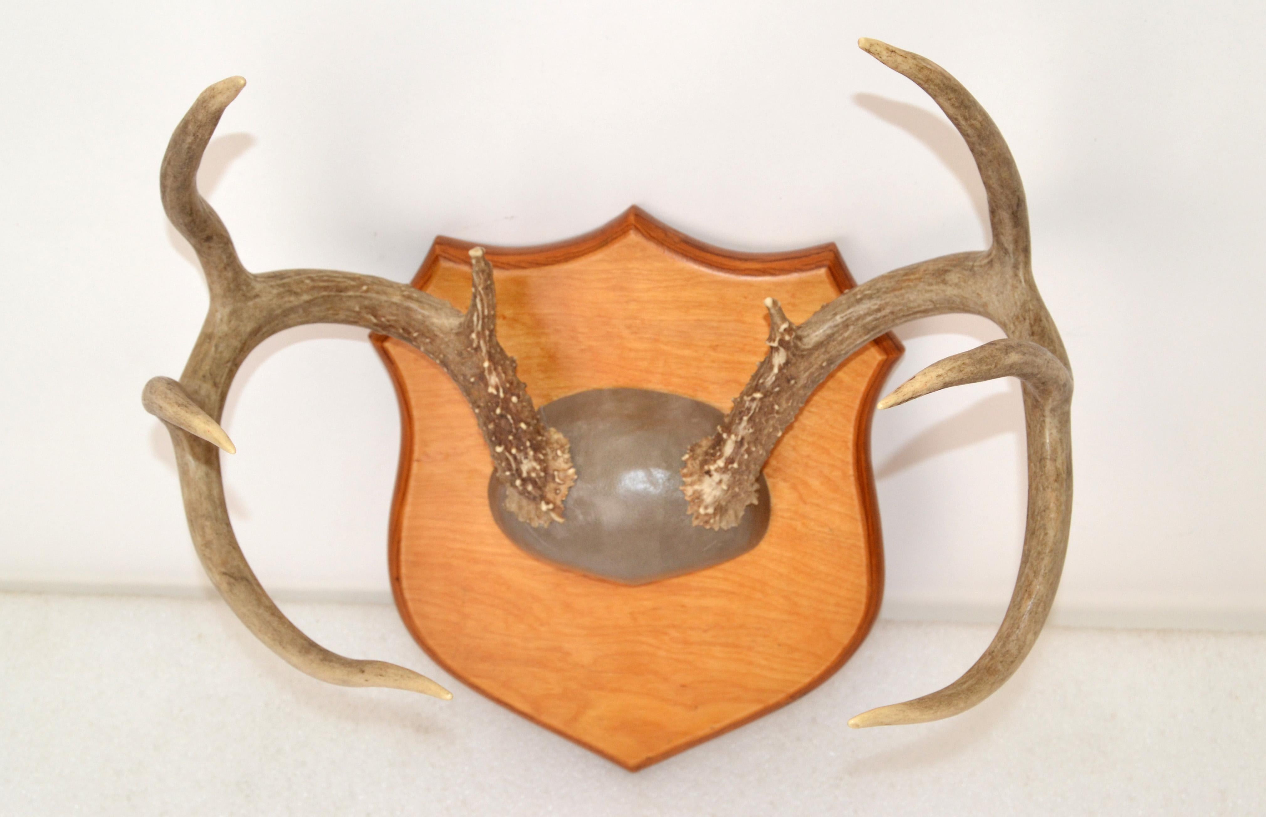 how to hang antlers on wall without plaque