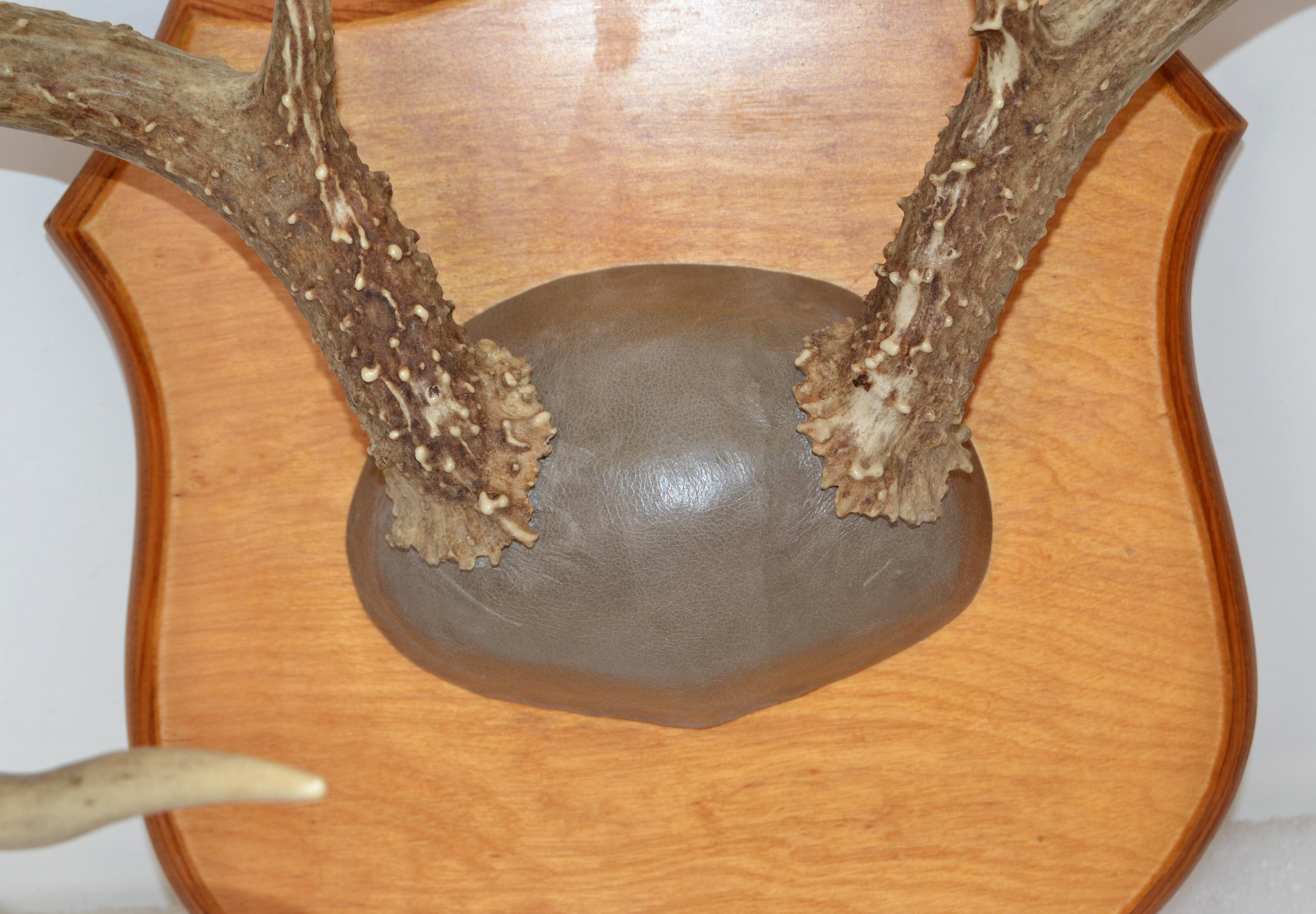 mounting antlers on a plaque