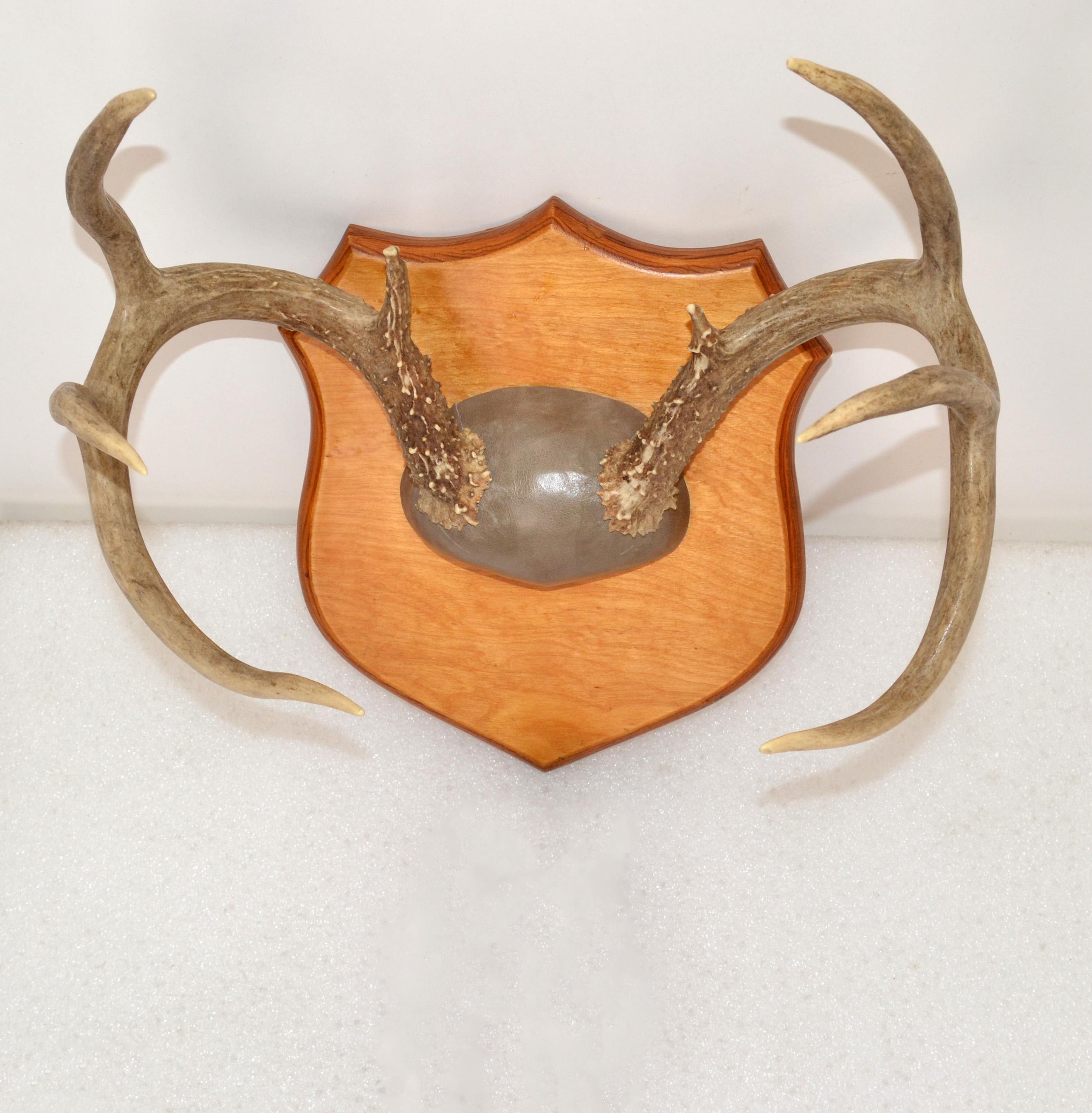 Hand-Crafted Rustic Taxidermy White Tail Deer Buck Antlers Horns on Wall-Mounted Plaque 1970s For Sale