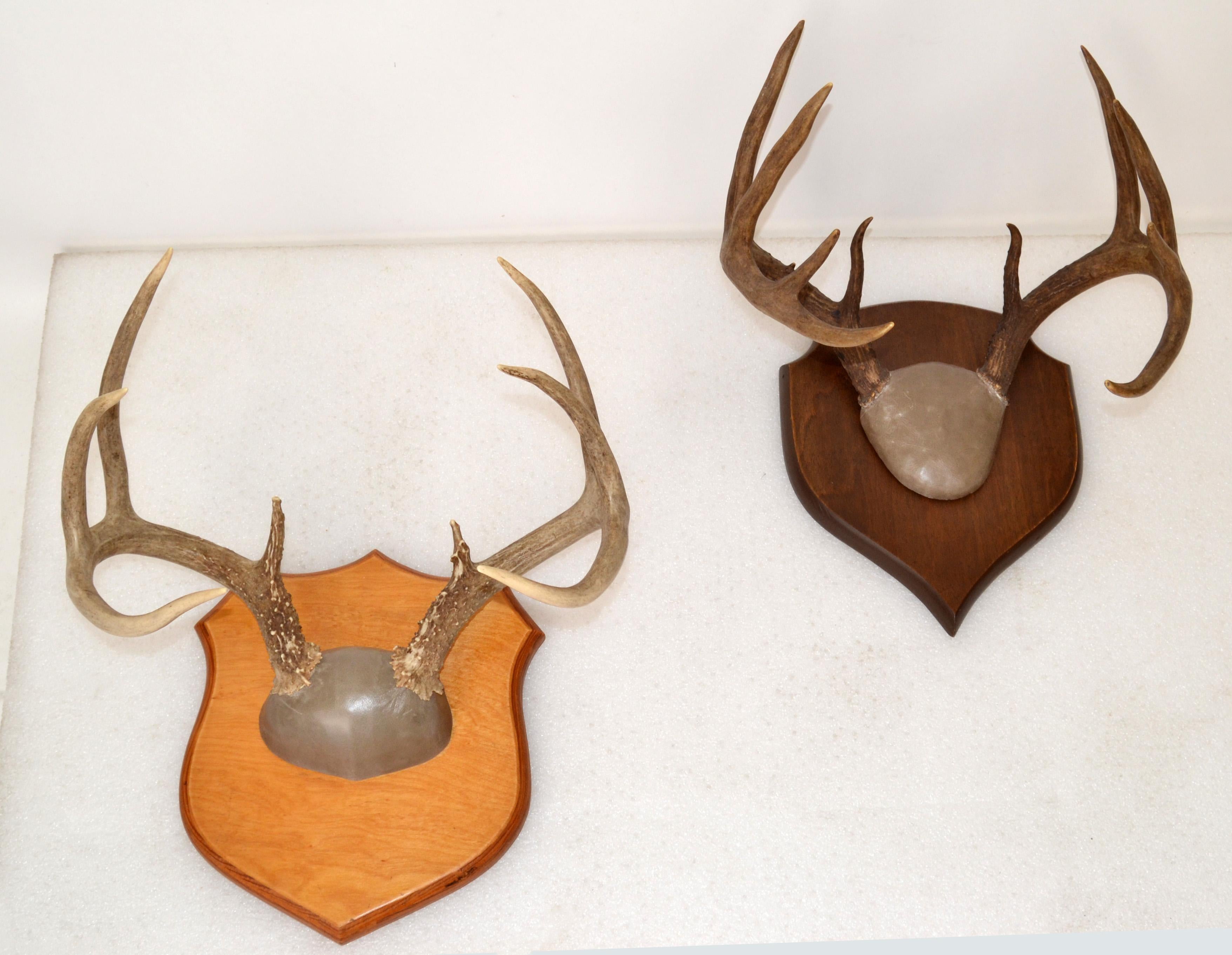 Rustic Taxidermy White Tail Deer Buck Antlers Horns on Wall-Mounted Plaque 1970s In Good Condition For Sale In Miami, FL