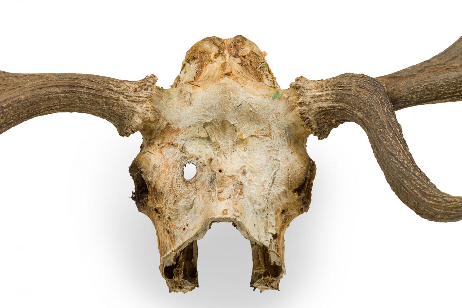 Rustikaler wandmontierbarer Elchschädel mit Geweih im Angebot 5