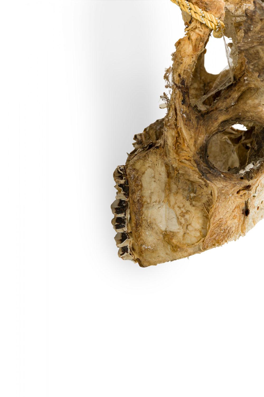 Rustikaler wandmontierbarer Elchschädel mit Geweih (19. Jahrhundert) im Angebot