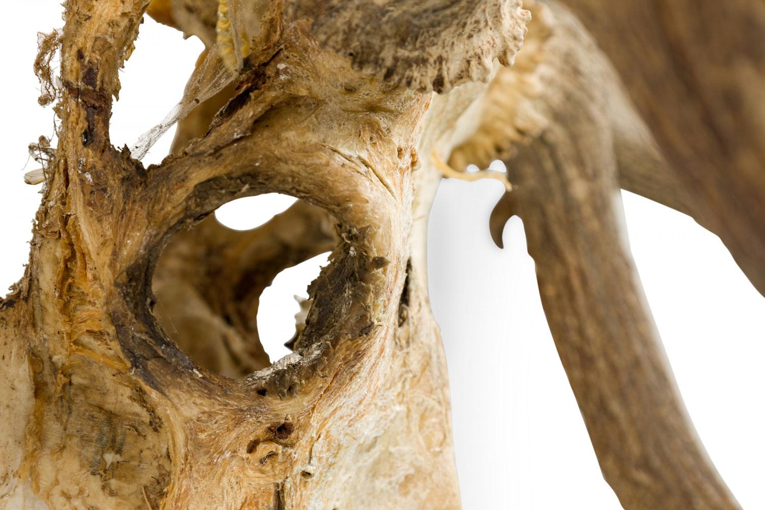 Rustikaler wandmontierbarer Elchschädel mit Geweih im Angebot 1