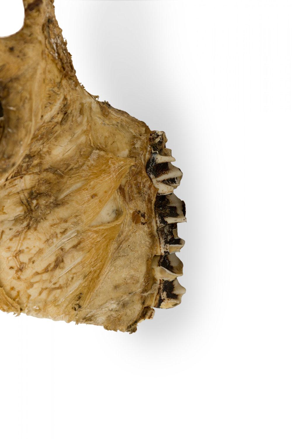 Rustikaler wandmontierbarer Elchschädel mit Geweih im Angebot 2