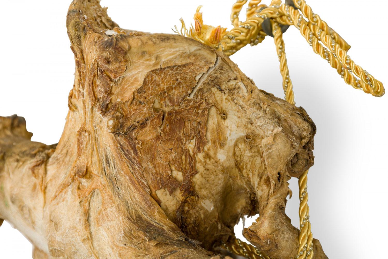 Rustikaler wandmontierbarer Elchschädel mit Geweih im Angebot 3