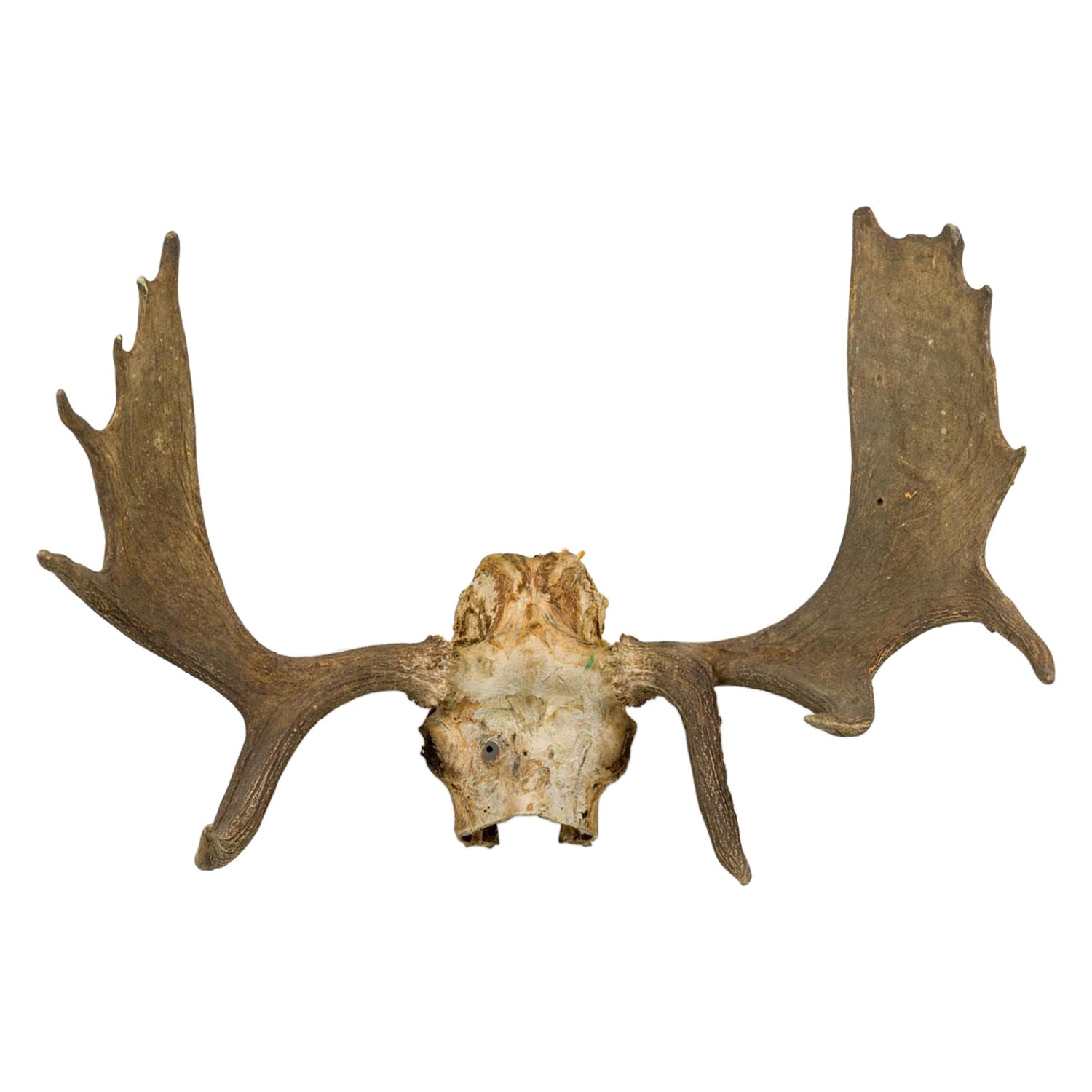 Rustic Wall Mountable Moose Skull with Antlers
