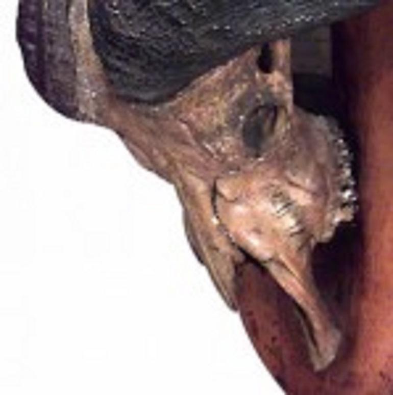 Taxidermie mit dramatischem Wasserbüffelkopf im Zustand „Gut“ im Angebot in Queens, NY