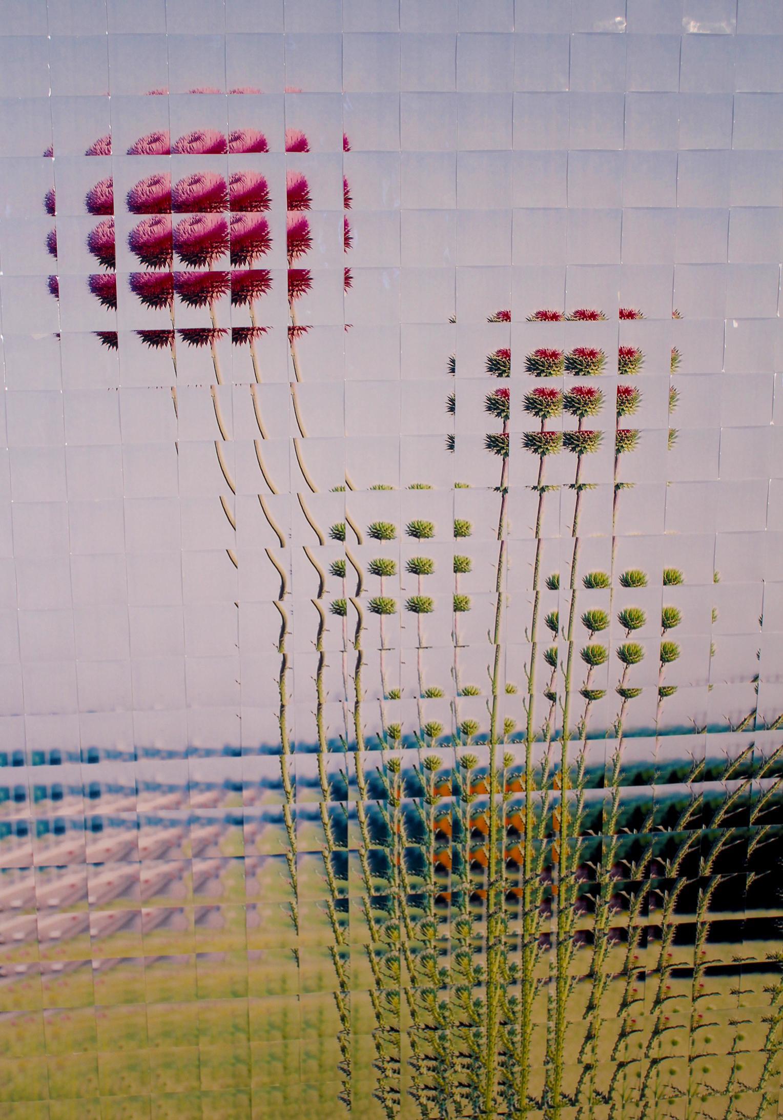 Reconstruction photographique de Rusty Scruby intitulée Jim Miller Thistle, 2005 en vente 4