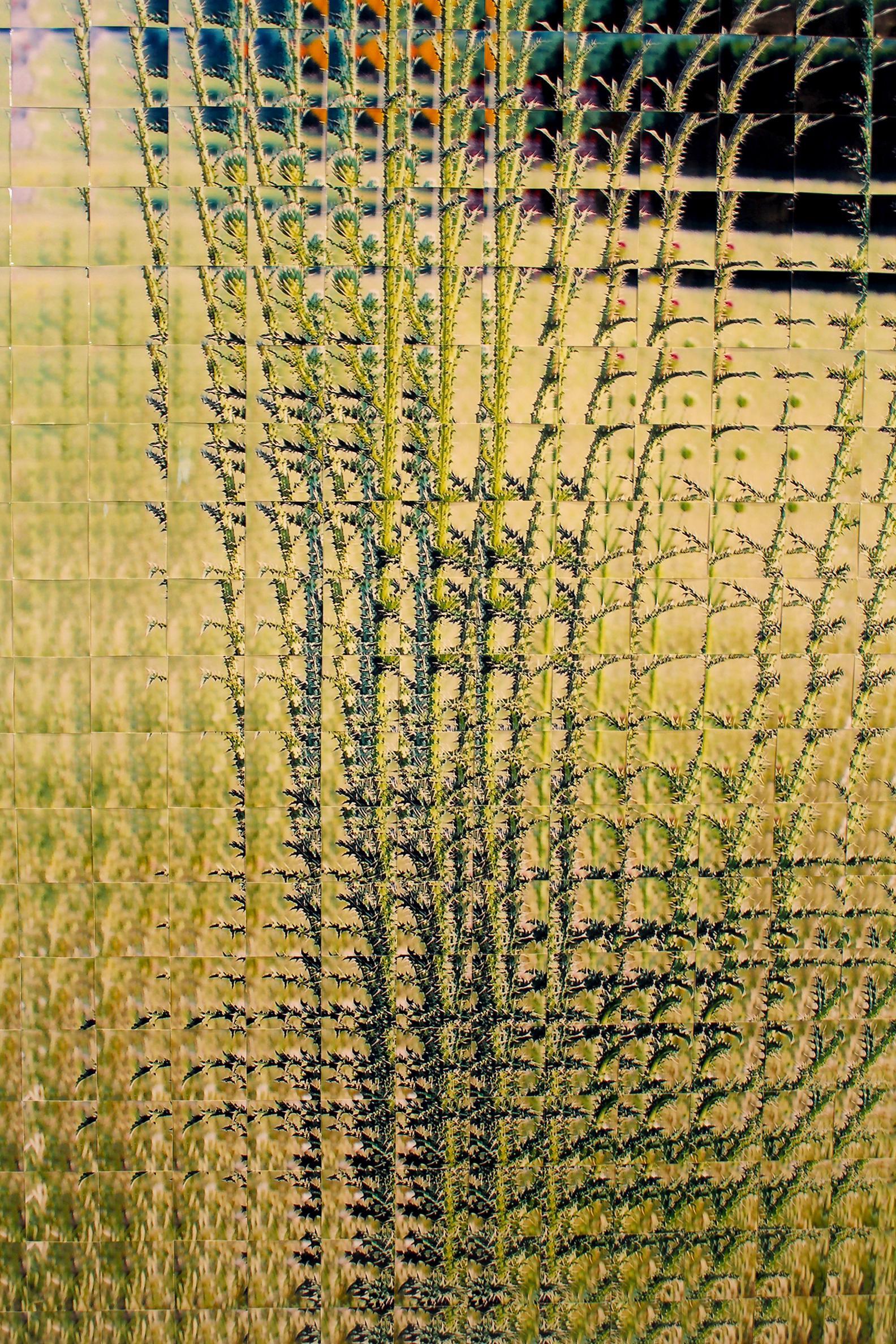 Reconstruction photographique de Rusty Scruby intitulée Jim Miller Thistle, 2005 en vente 5