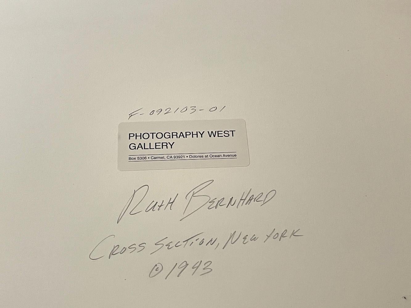 Querschnitt, Muschelstillleben – Photograph von Ruth Bernhard