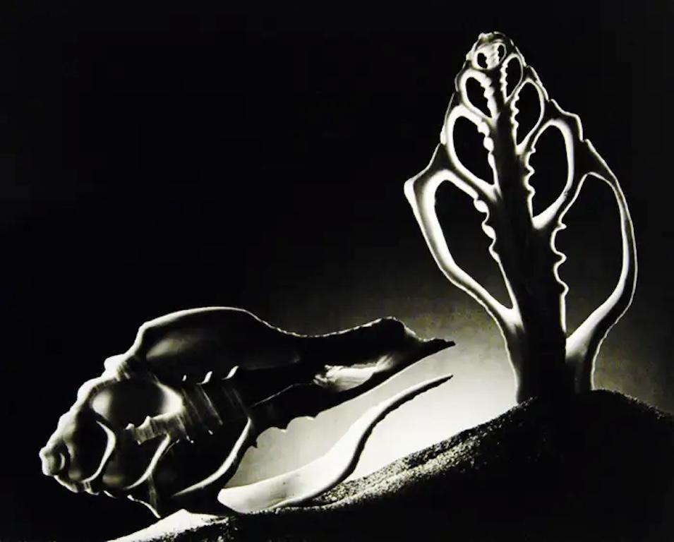 Ruth Bernhard Still-Life Photograph – Querschnitt, Muschelstillleben