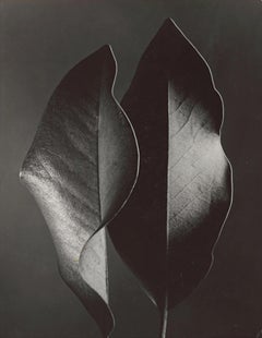 Two Leaves