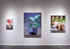 Alocasia Mood