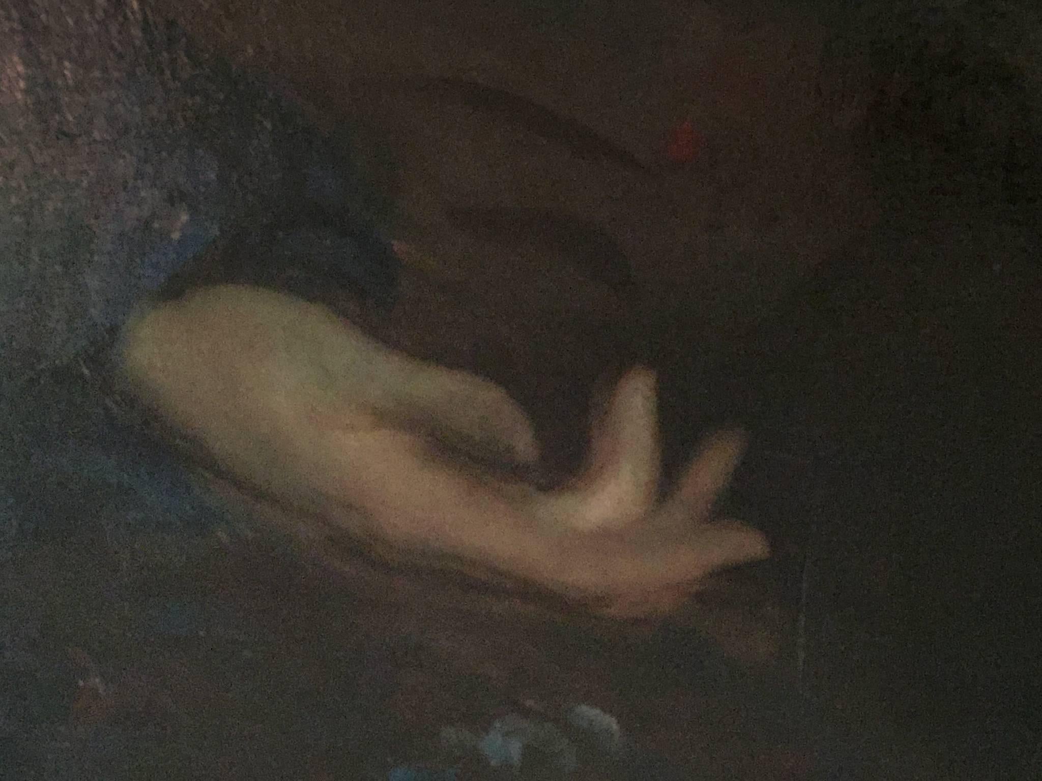 Early 20th Century Rutledge Bate 1920 Oil Painting 