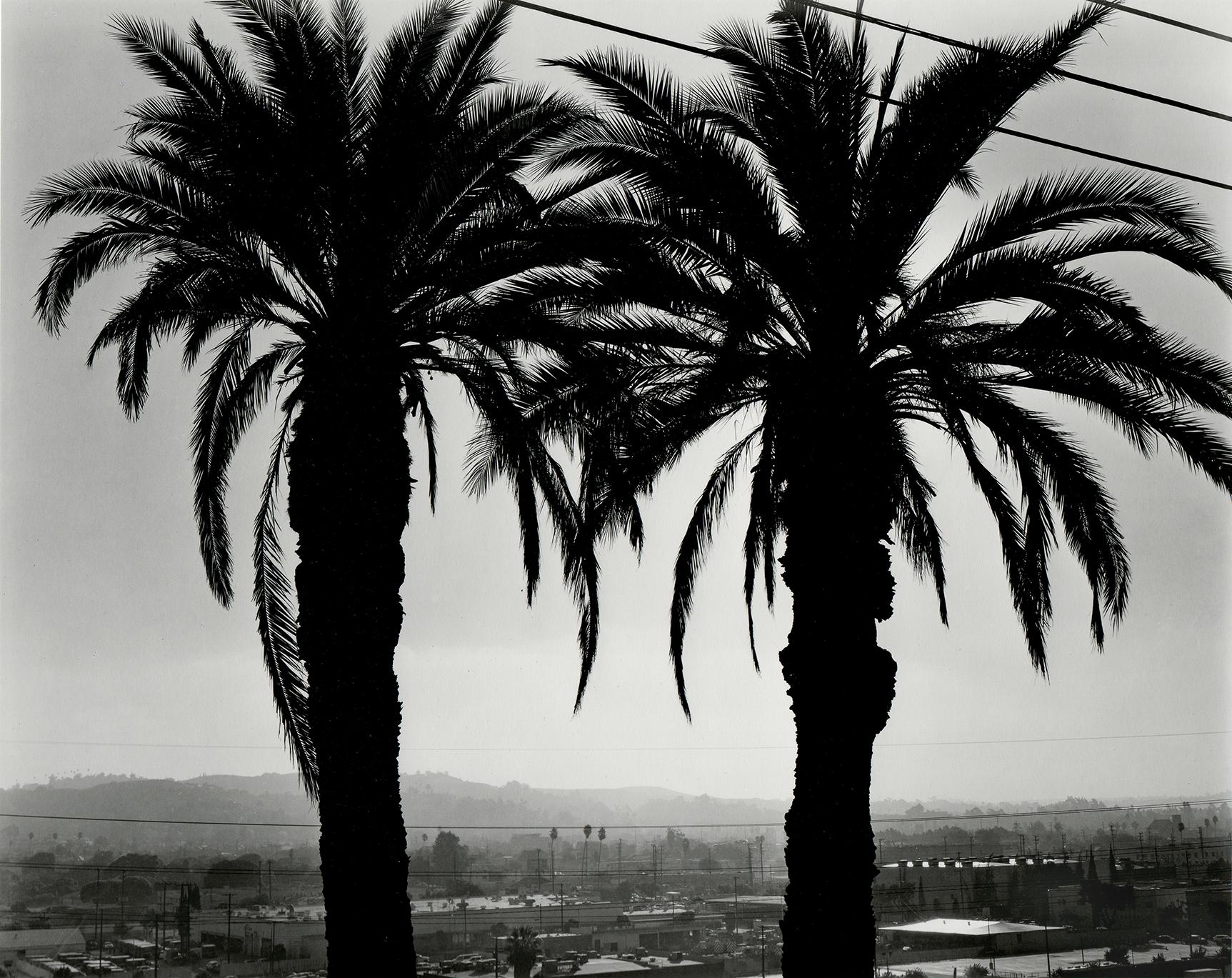 Ryan McIntosh  Black and White Photograph - Sunrise, Elysian Park, Los Angeles, CA, 2019