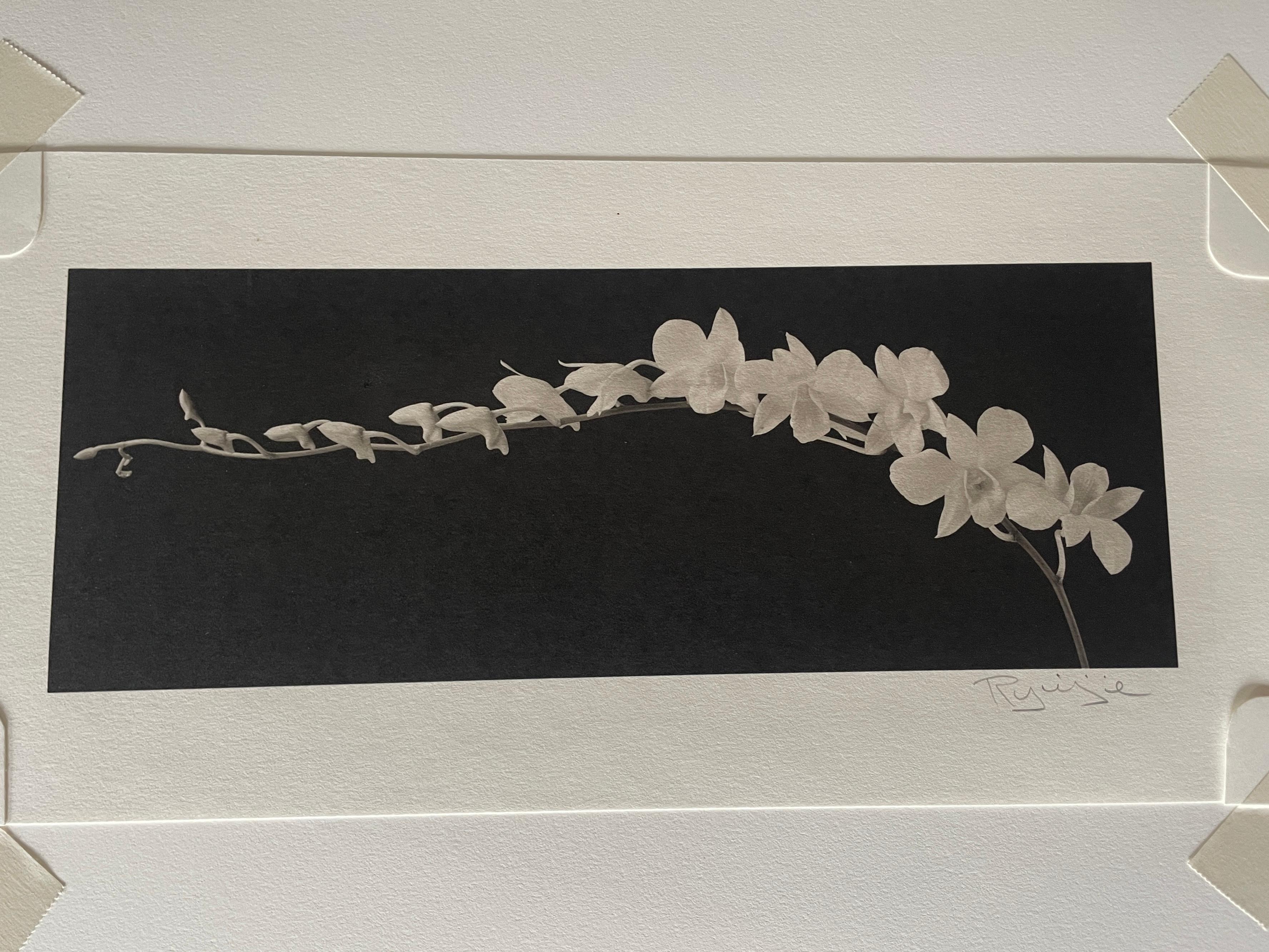 Cherry Blossom Vine - Photograph di Ryuijie