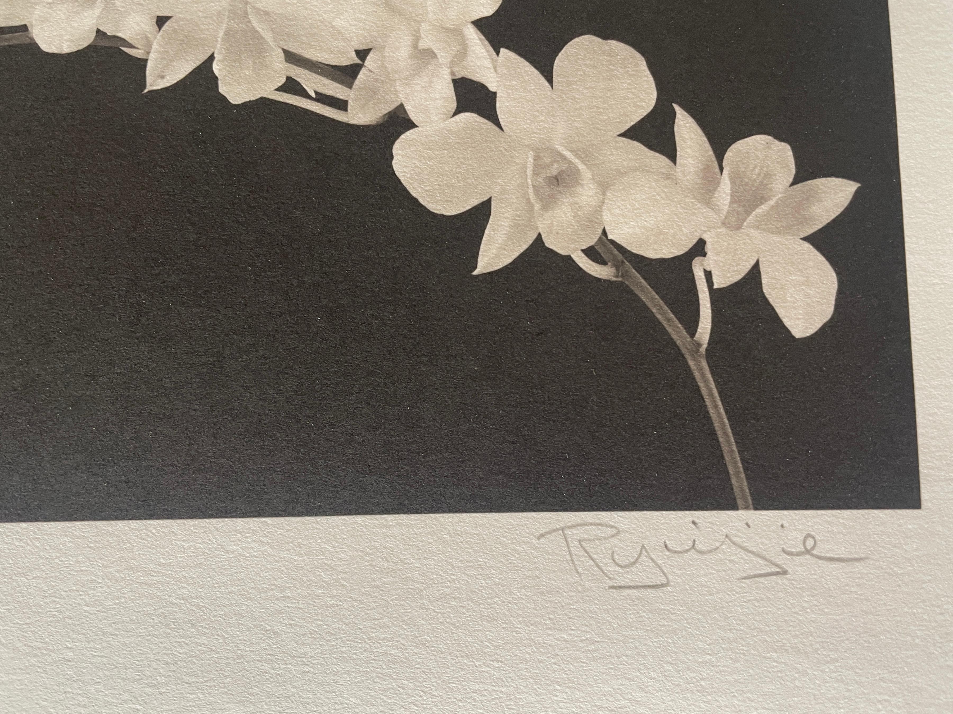 Cherry Blossom Vine - Still-Life Photograph Grigio di Ryuijie