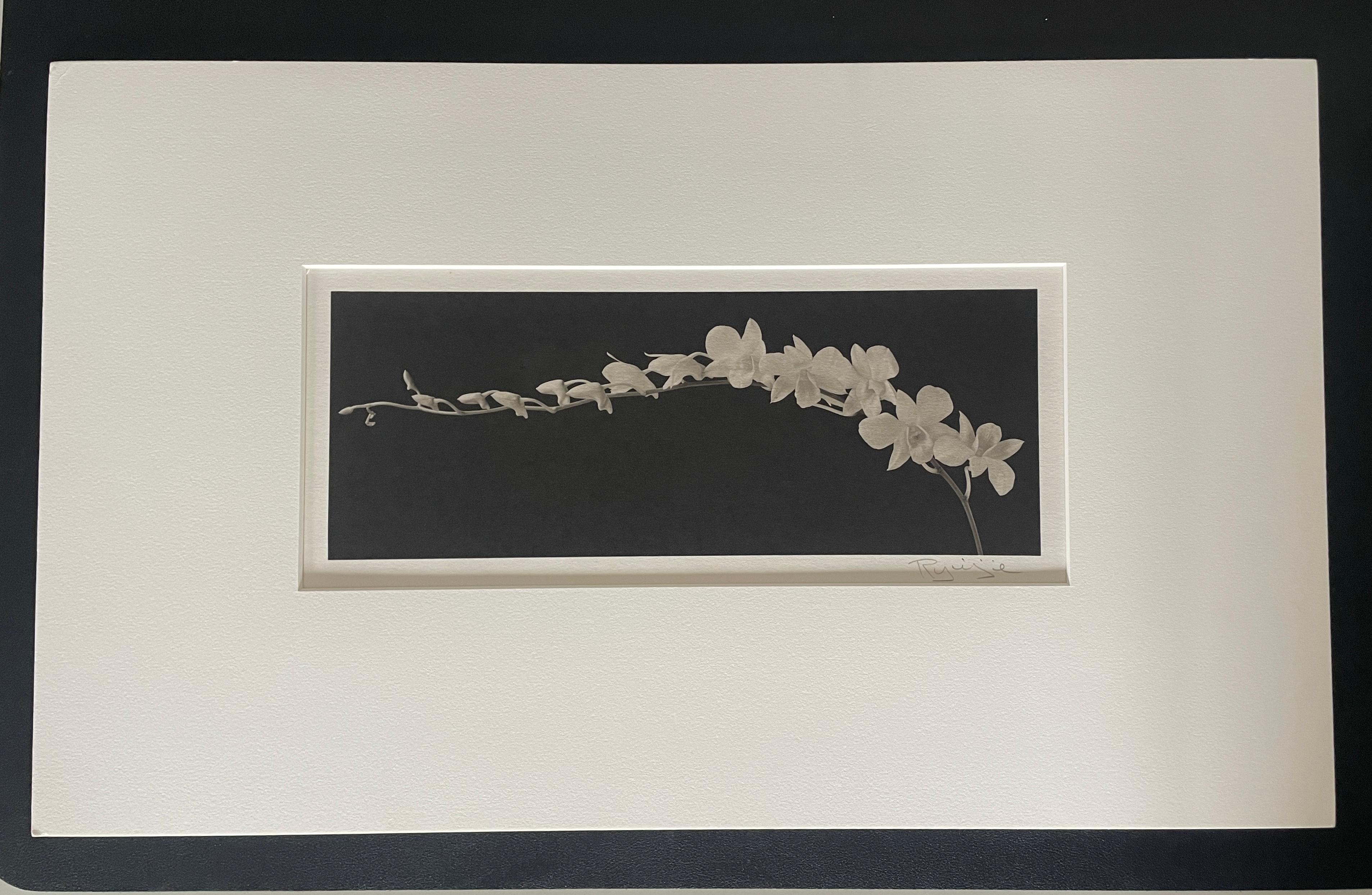 A beautifully printed platinum photograph.  A master at the craft.  This is surely one of his best works. 
Love the panoramic! 