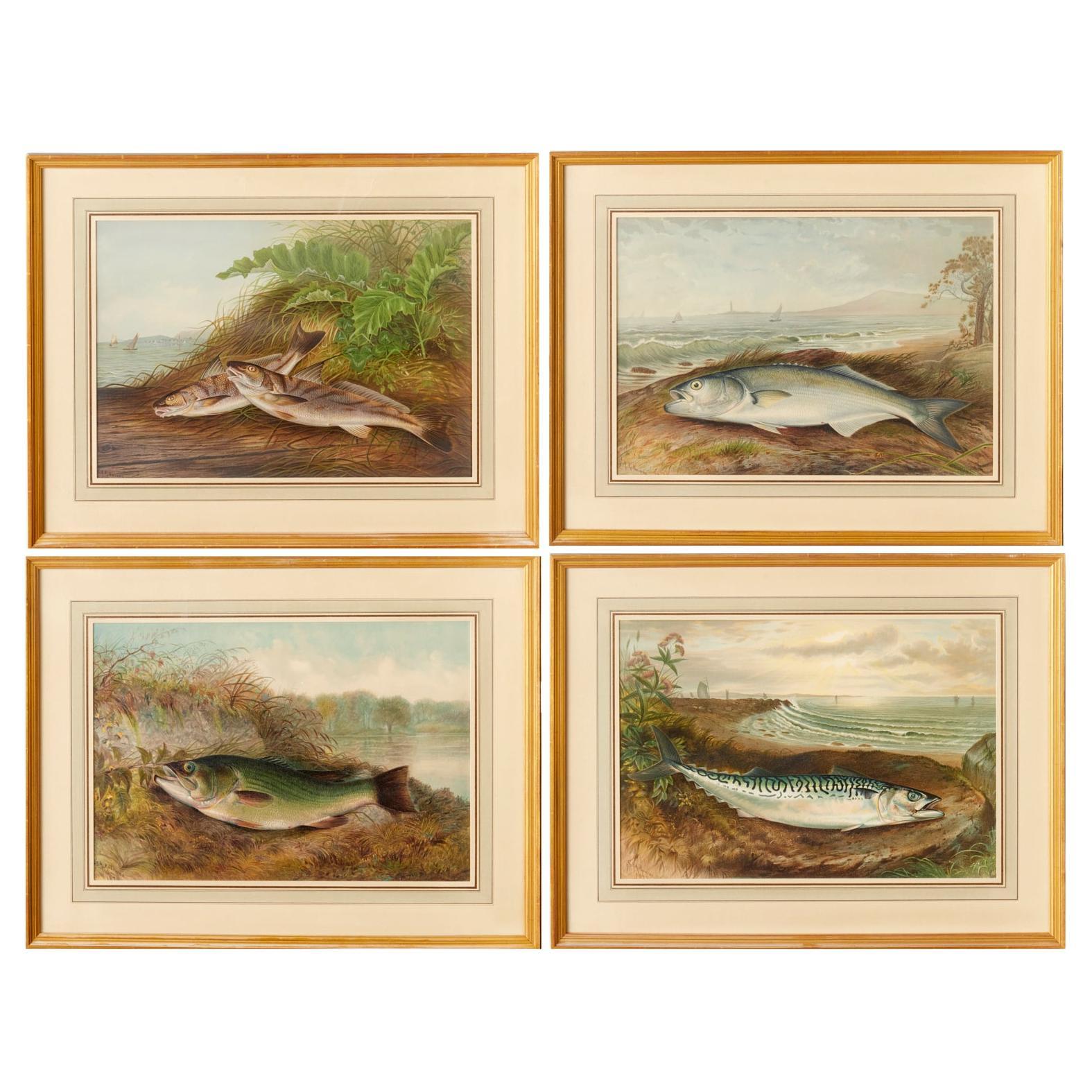 S. A. Kilbourne: „Game Fishes of the United States“, 4 gerahmte Chromolithographien  im Angebot