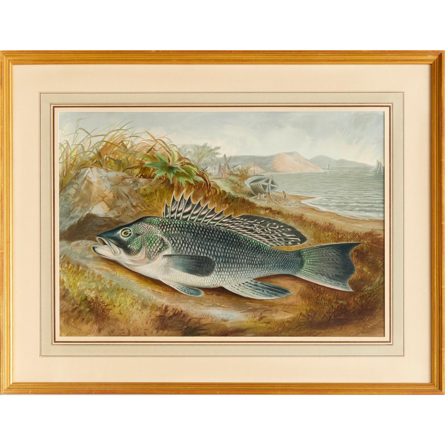S. A. Kilbourne: „Game Fishes of the United States“, 6 gerahmte Chromolithographien  (Glas) im Angebot