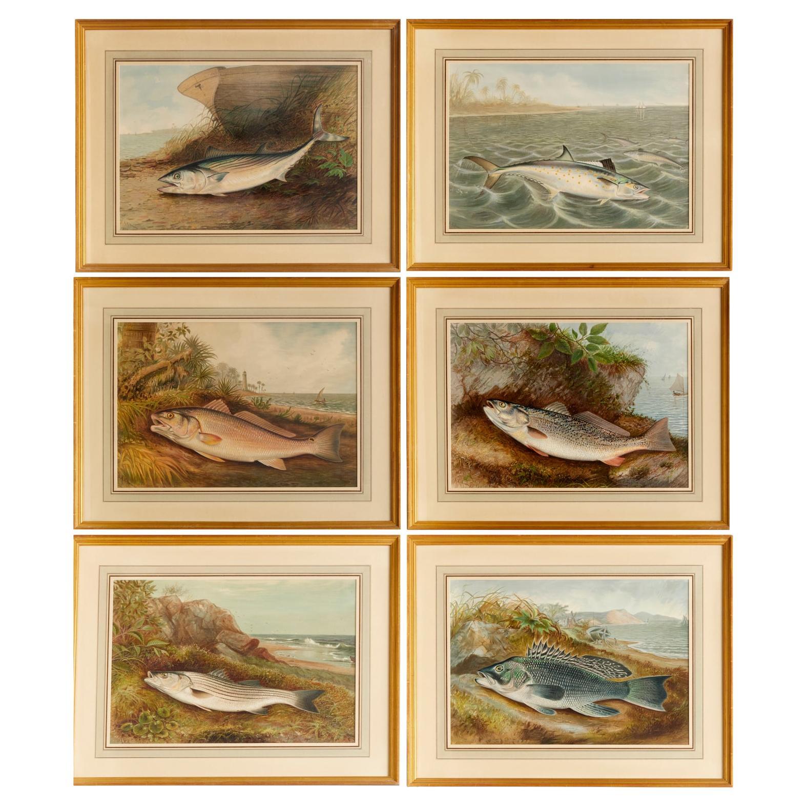 S. A. Kilbourne "Game Fishes of the United States" 6 Framed Chromolithographs  For Sale
