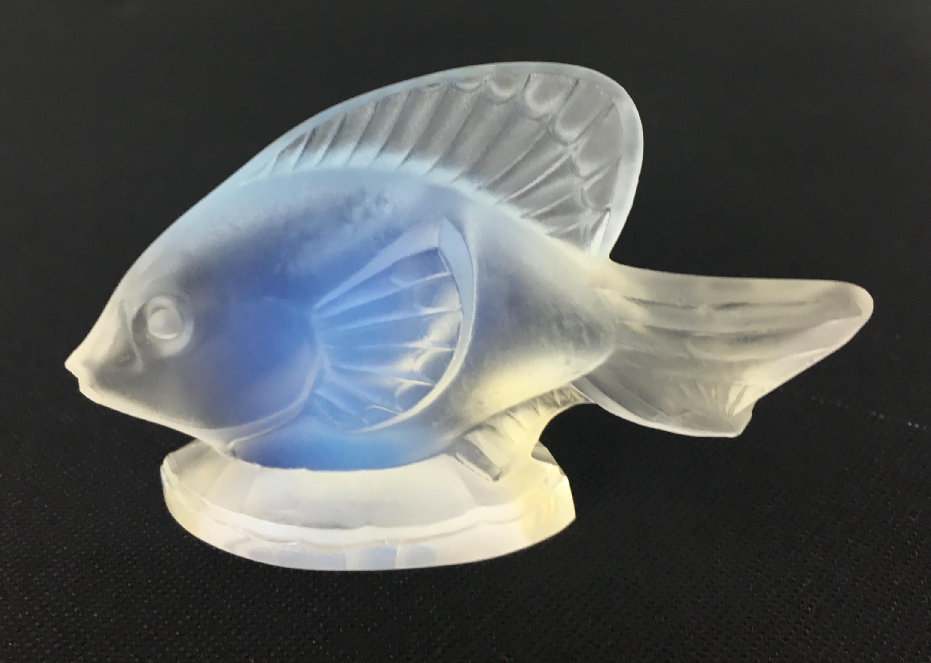 sabino glass fish