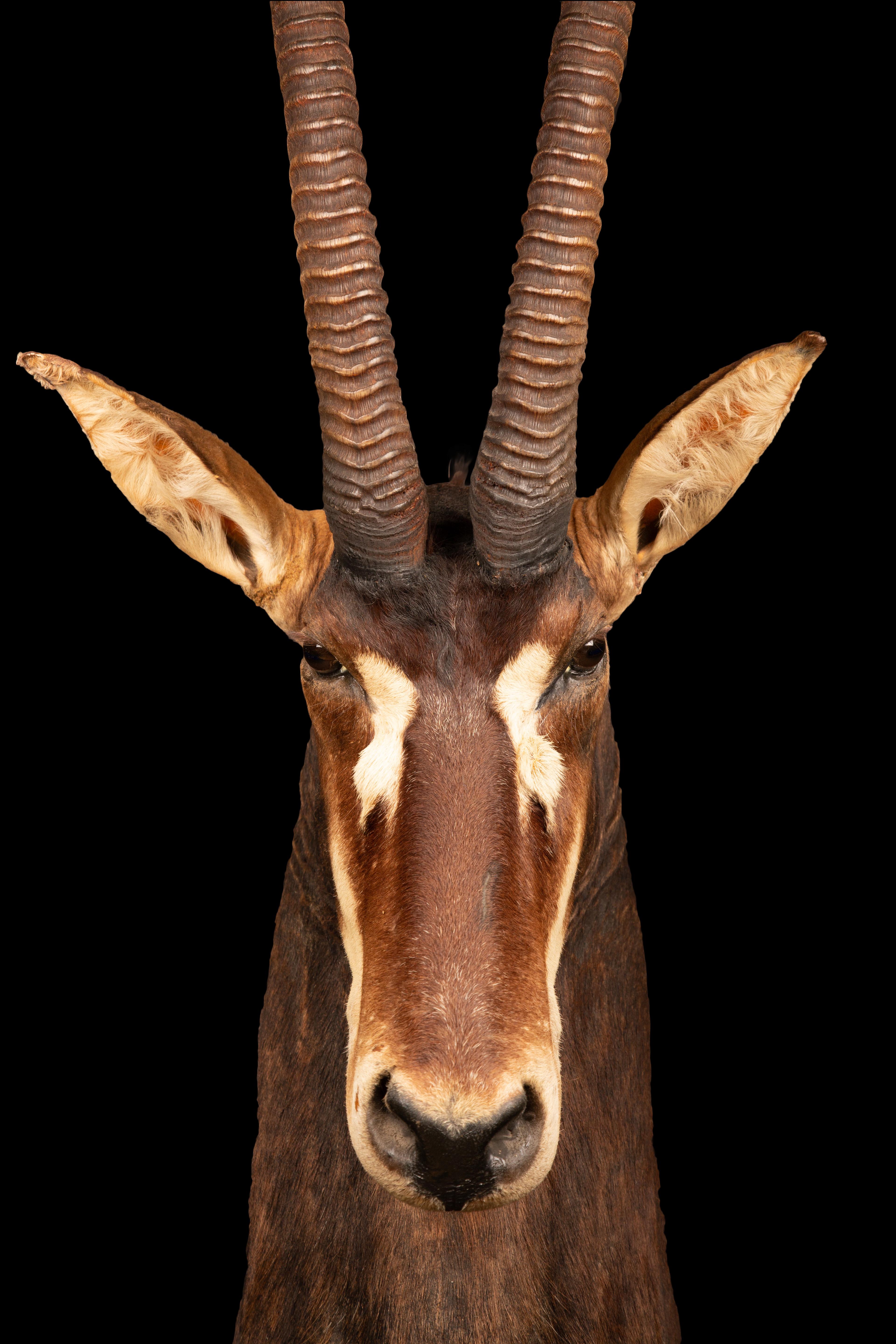 Bei diesem exquisiten Exemplar handelt es sich um eine taxidermische Rappenantilope, die fachmännisch hergestellt und wunderschön erhalten wurde. Die Rappenantilope ist eine atemberaubende Art, die in den bewaldeten Savannen des östlichen und