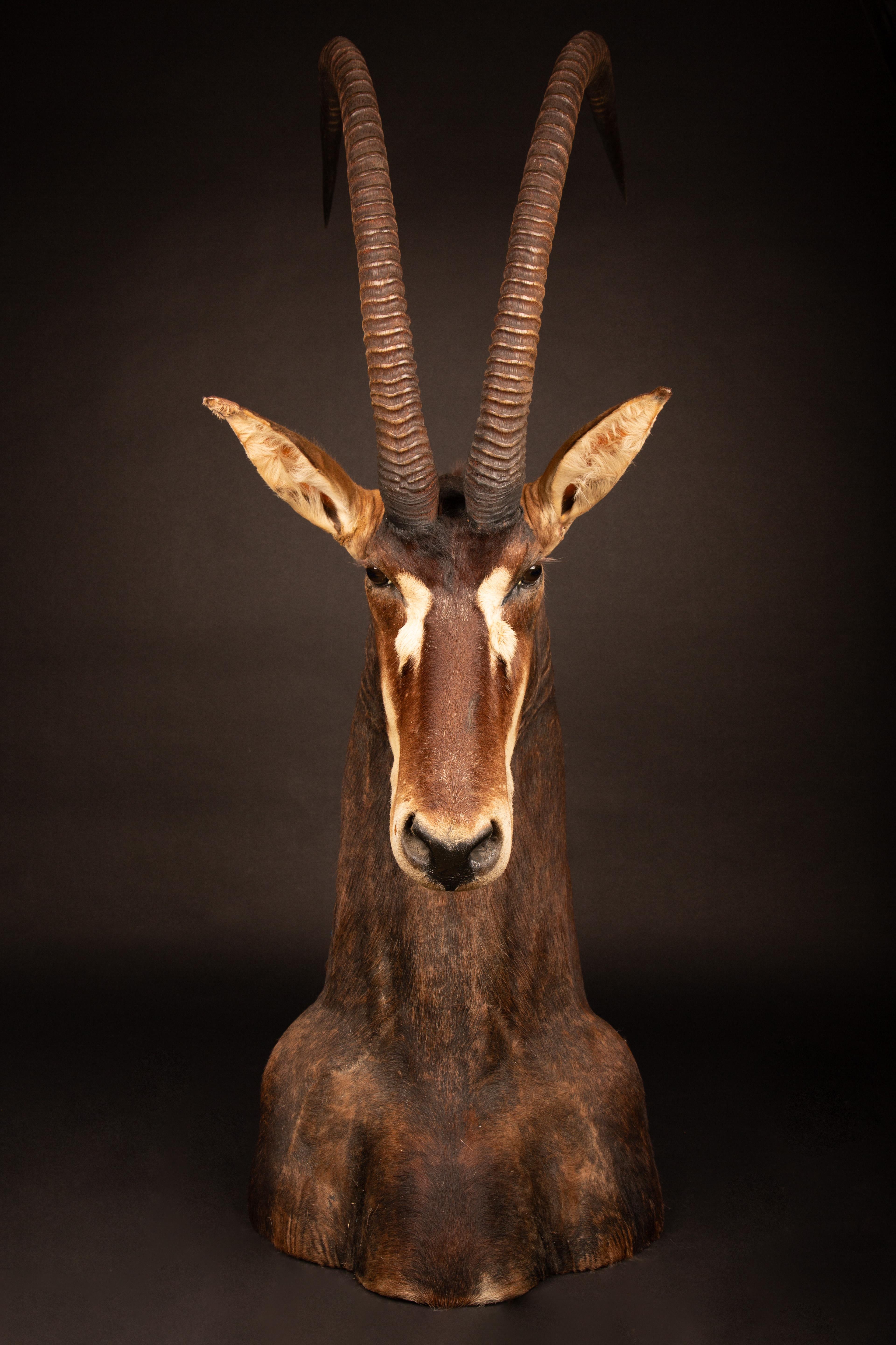 position de l'antilope