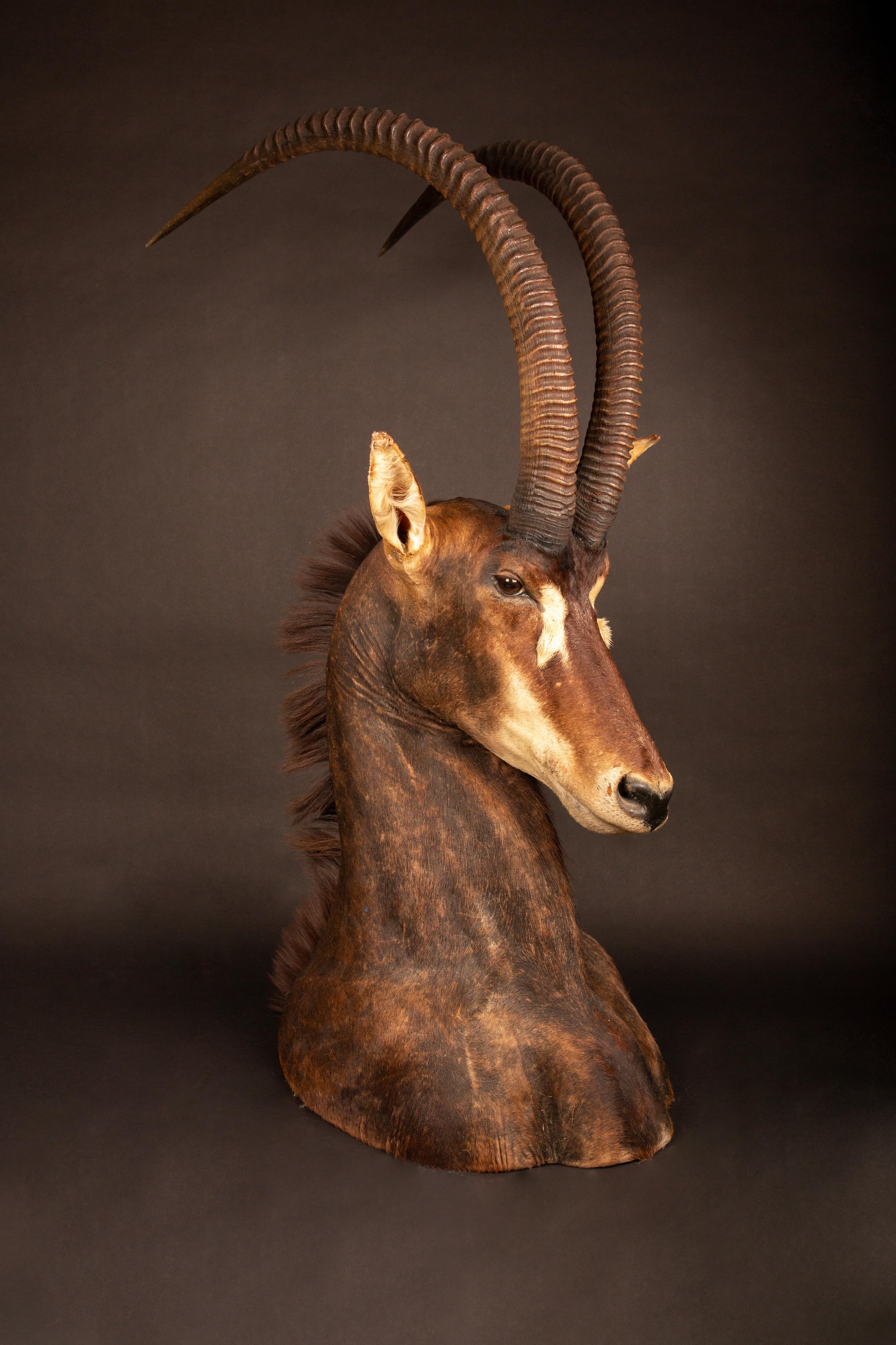 Angolais Taxidermie de l'antilope de Sable en vente