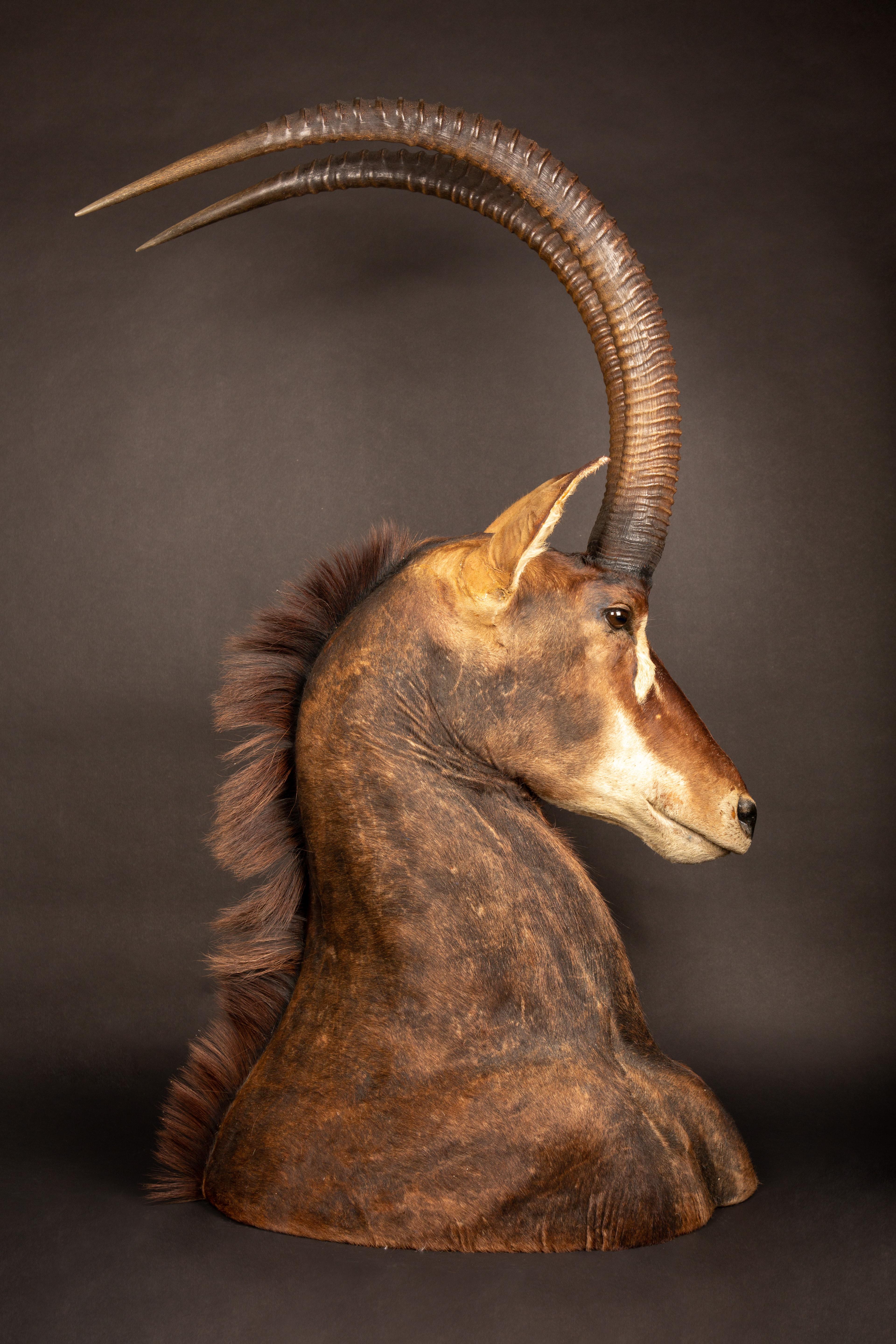 Taxidermie de l'antilope de Sable Excellent état - En vente à New York, NY