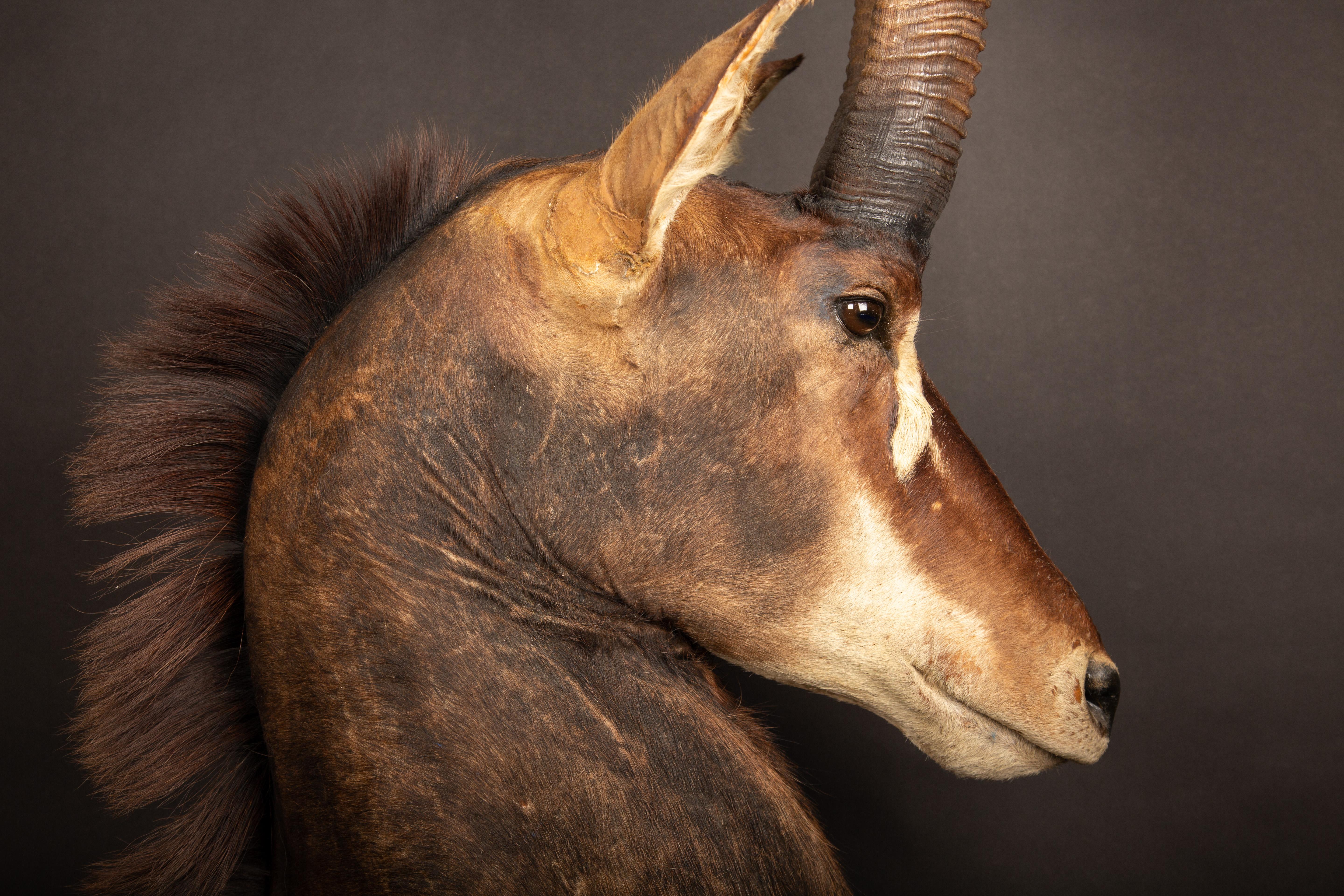 XXIe siècle et contemporain Taxidermie de l'antilope de Sable en vente