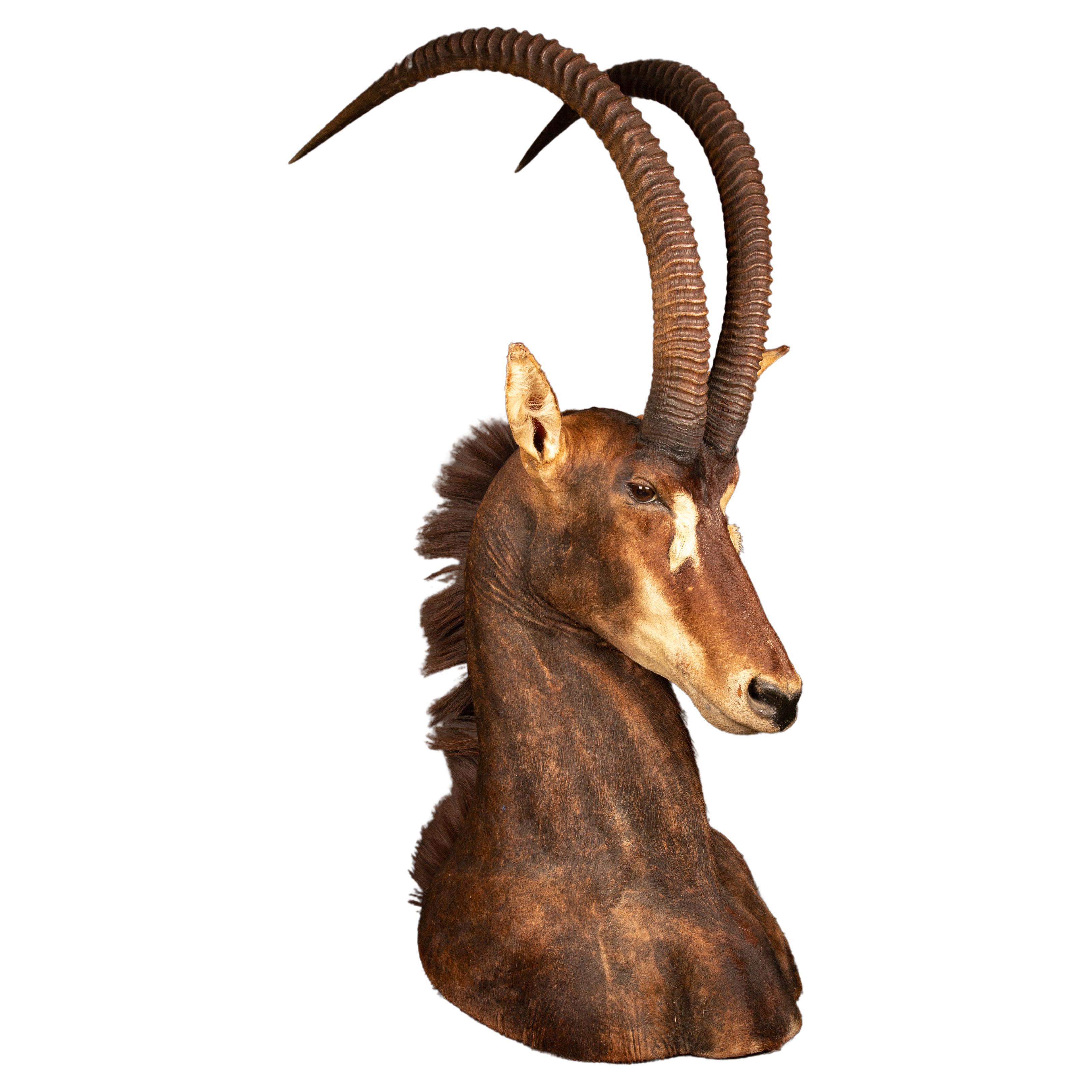 Antelope Taxidermie mit Kabel