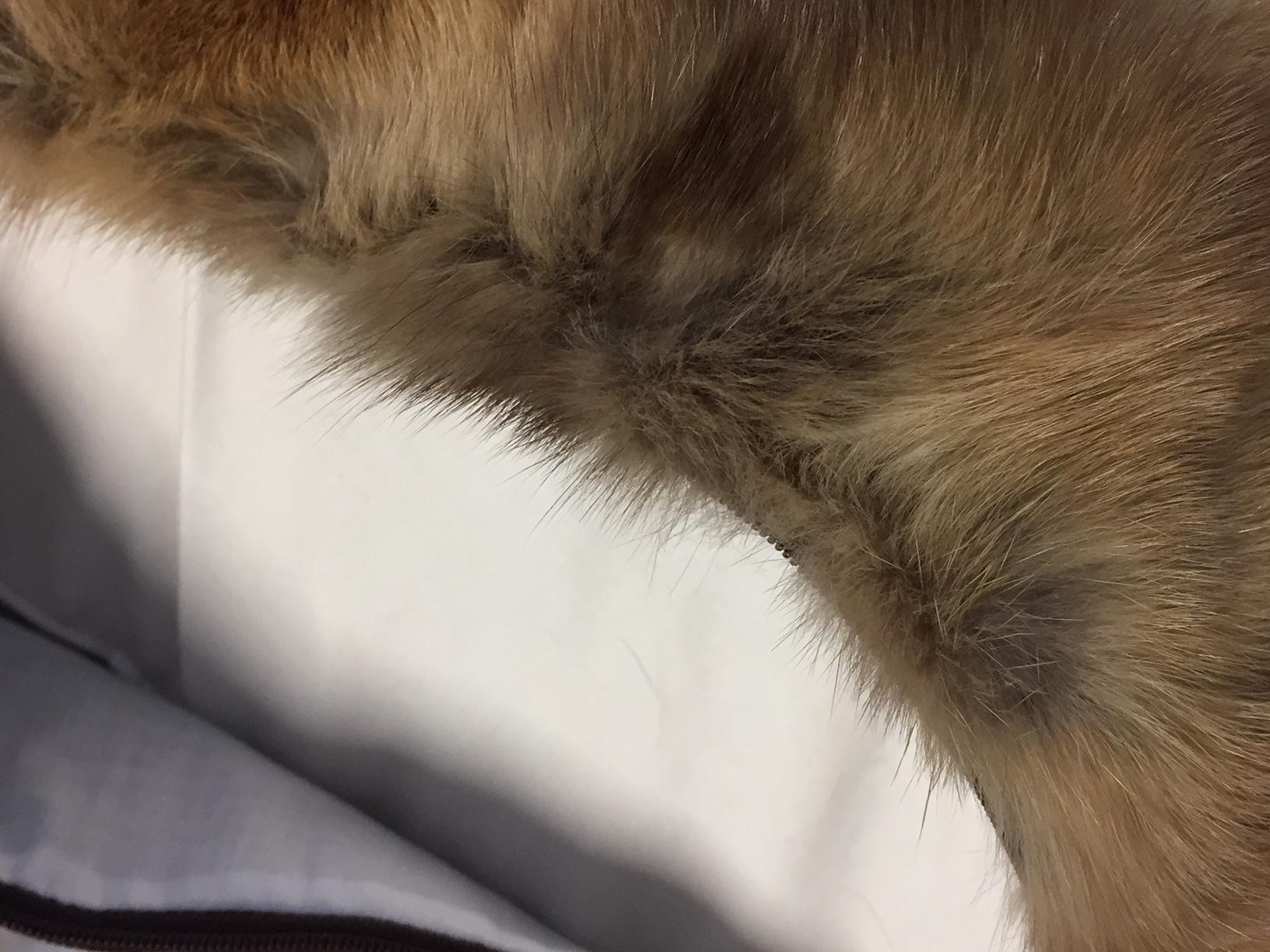 Moderno Cuscino da pavimento Sable Barguzin in colore marrone con avorio in vendita
