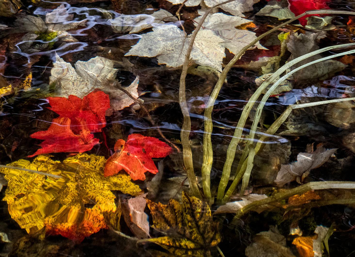 For the last 20 years, Sage Sohier has spent as much time as possible in a canoe on a pond in the mountains of New Hampshire. Her grandfather was a naturalist, who taught her how to paddle a canoe and how to walk silently in the woods. Her mother